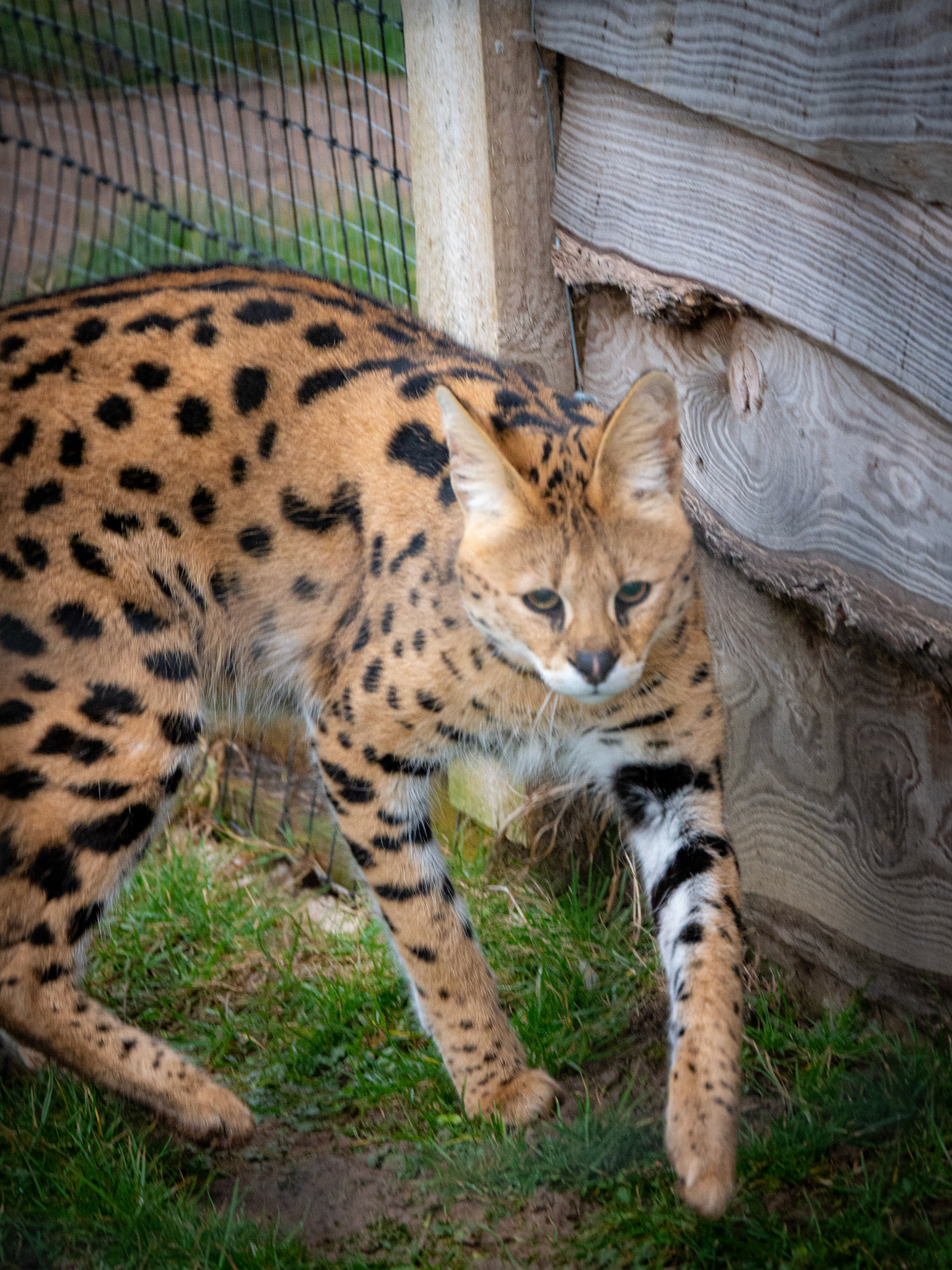 a serval at Northumberland zoo