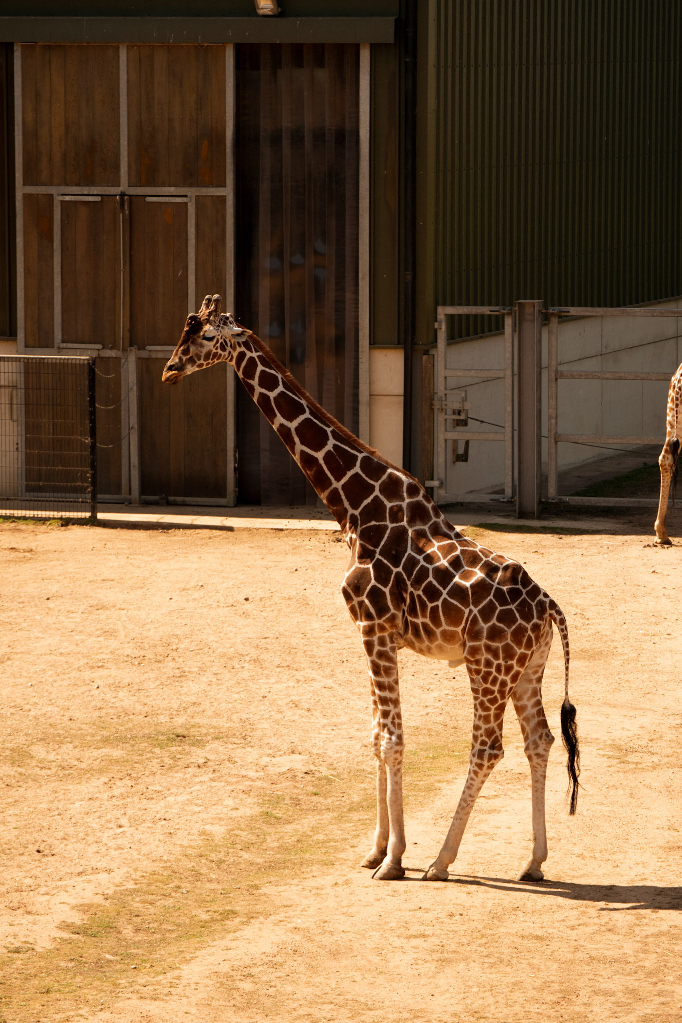 a giraffe at Yorkshire wildlife park 