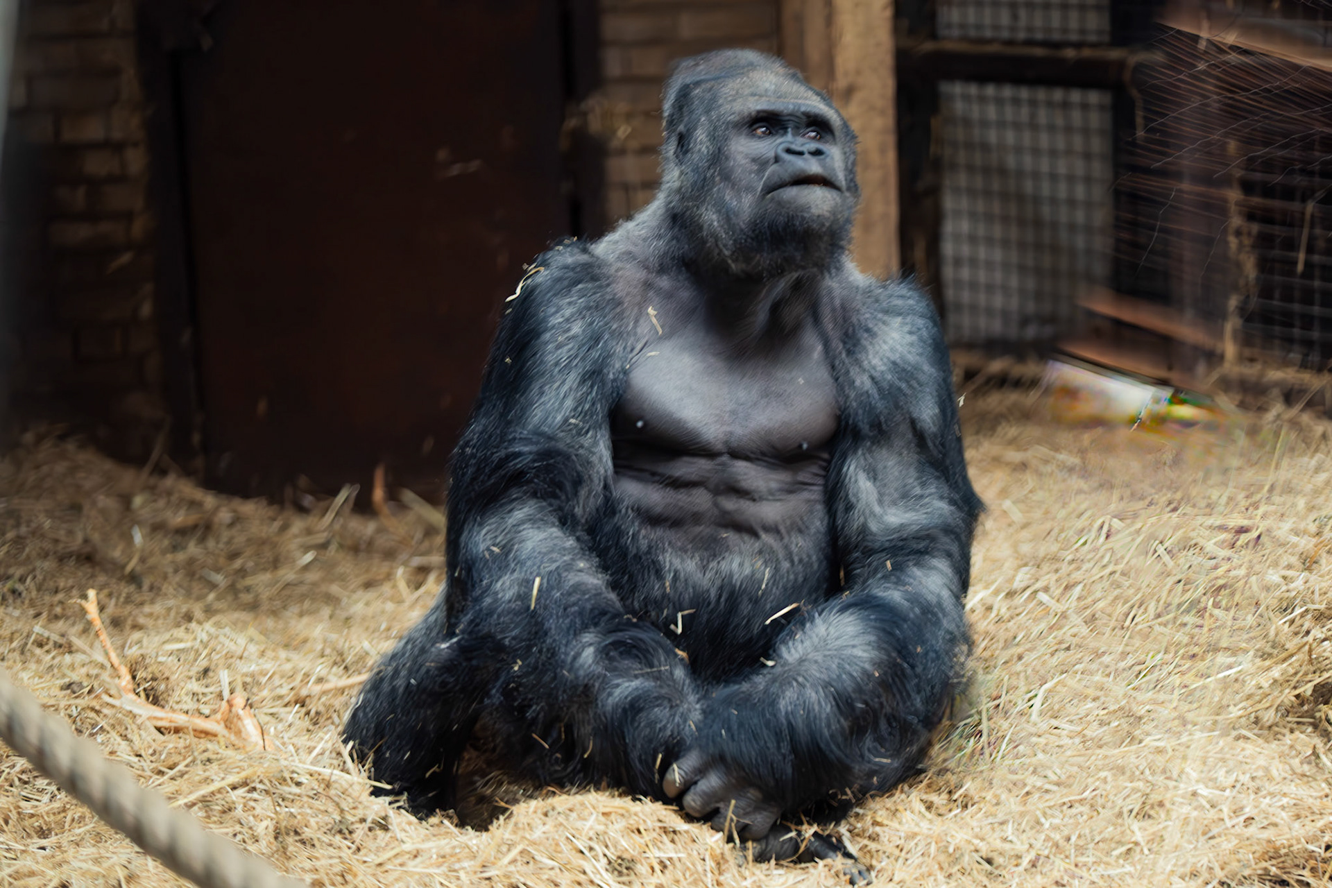 a gorilla at Blackpool zoo 