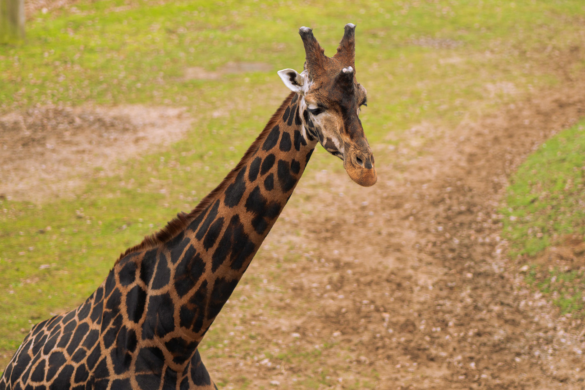 a giraffe