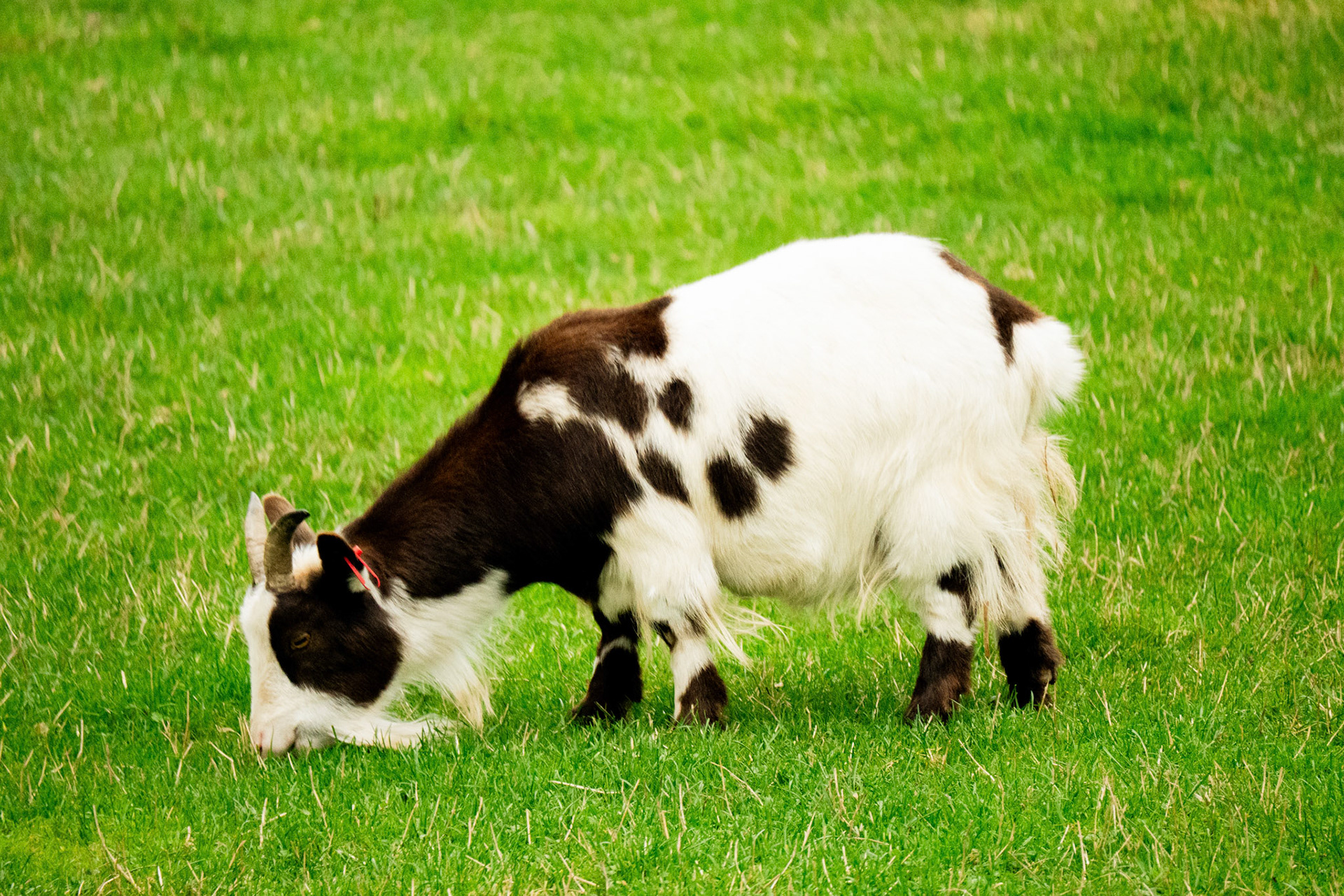 goat at Northumberland zoo