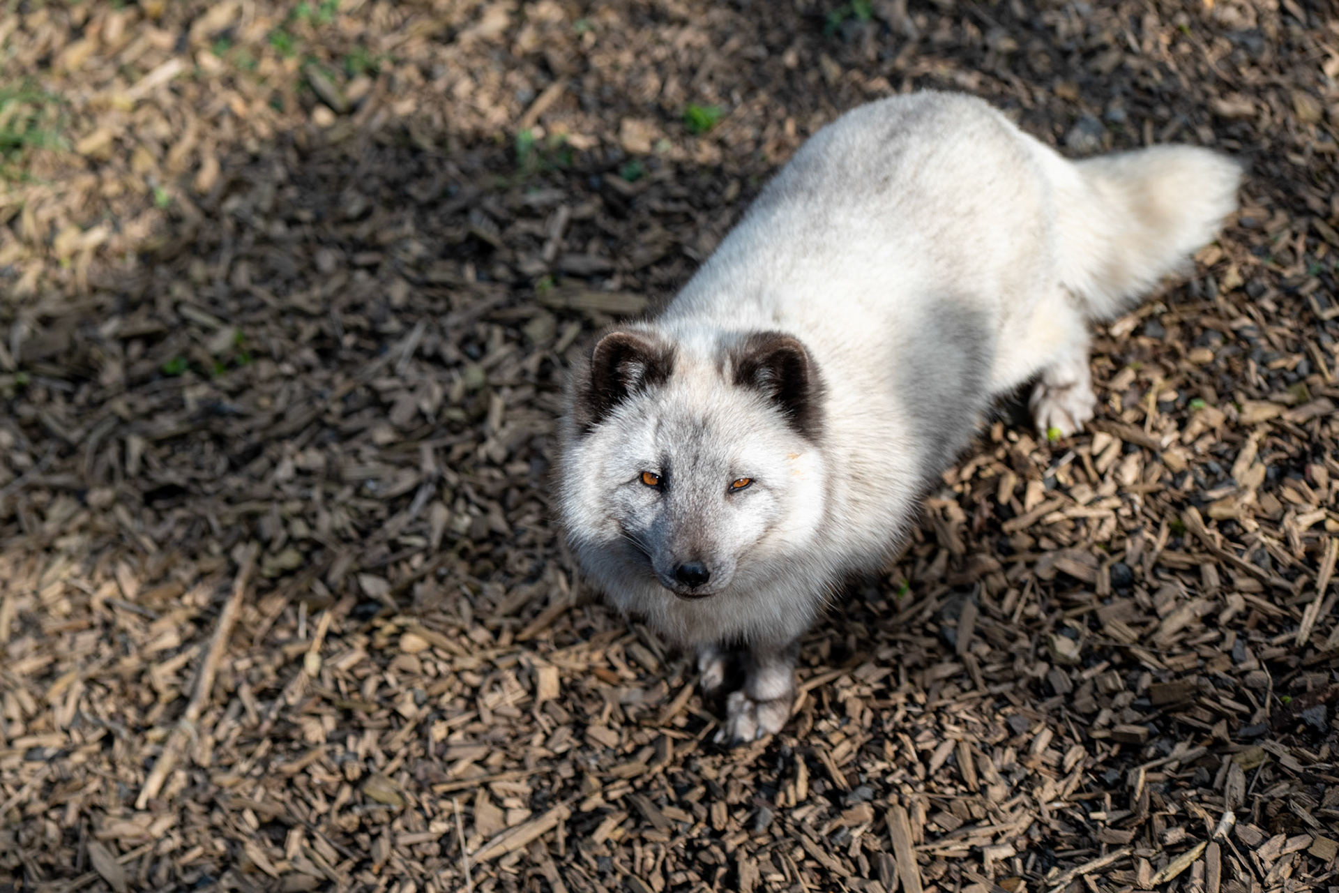 a artic fox 