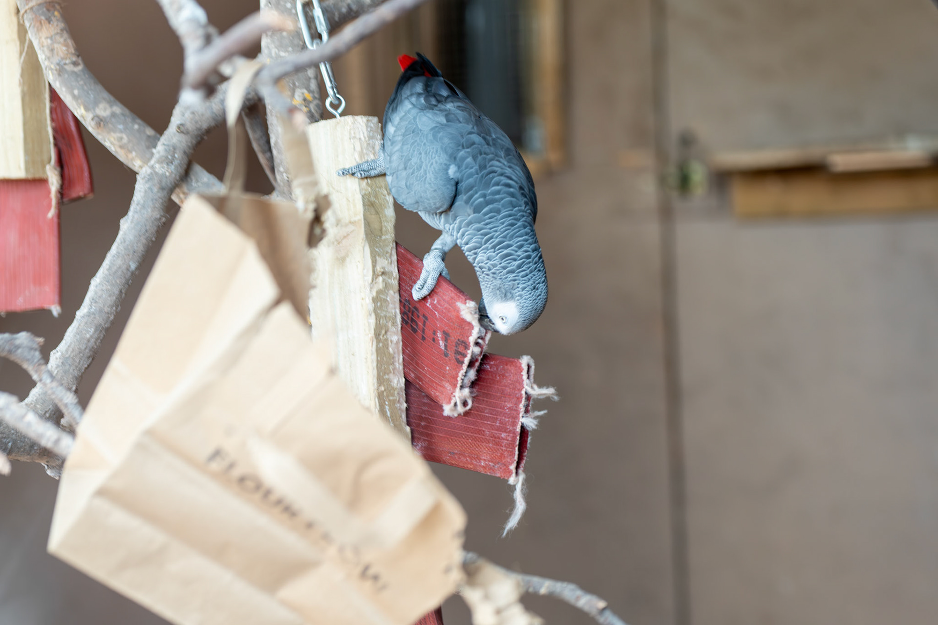 a African grey parrot