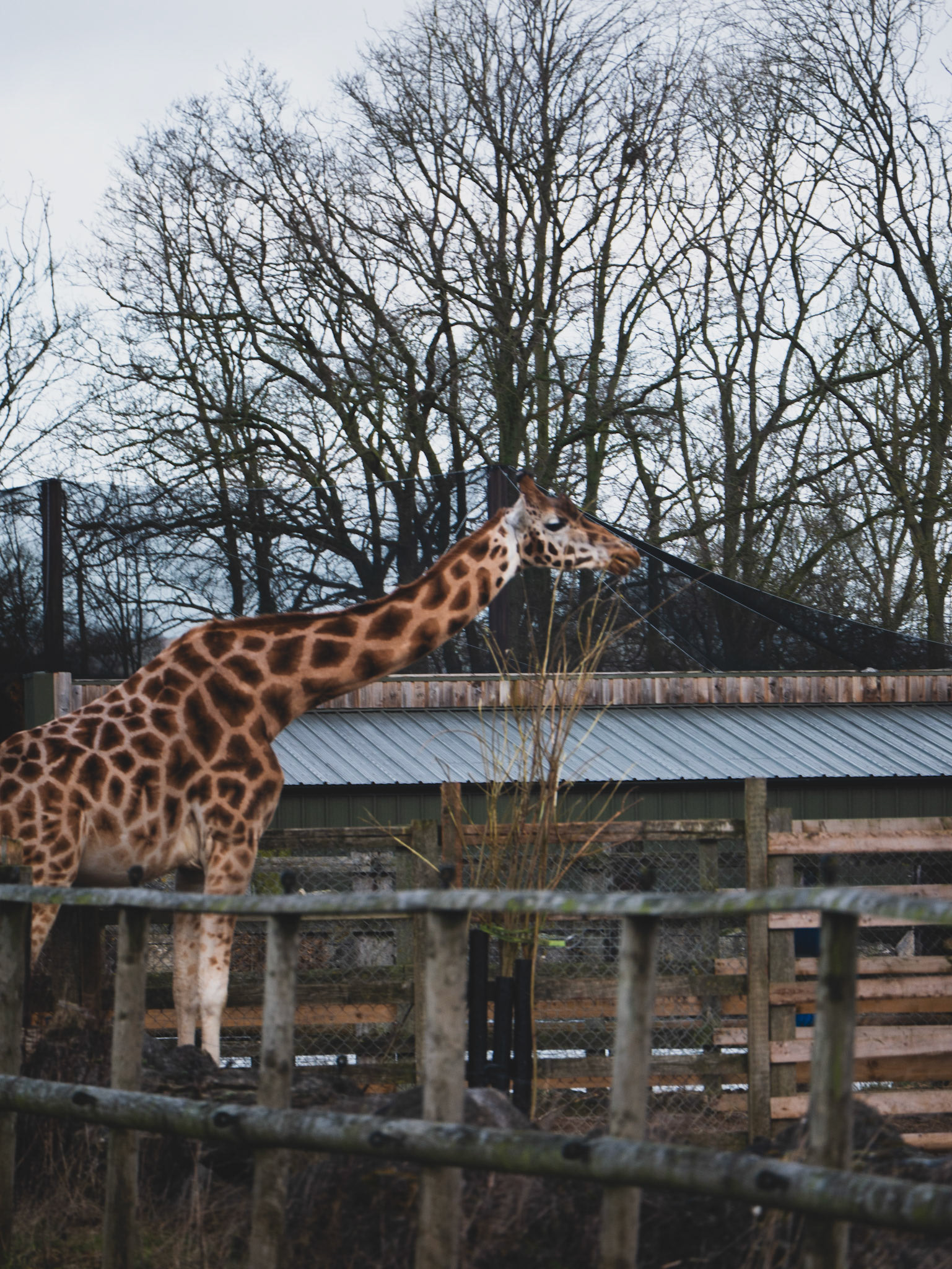 a giraffe