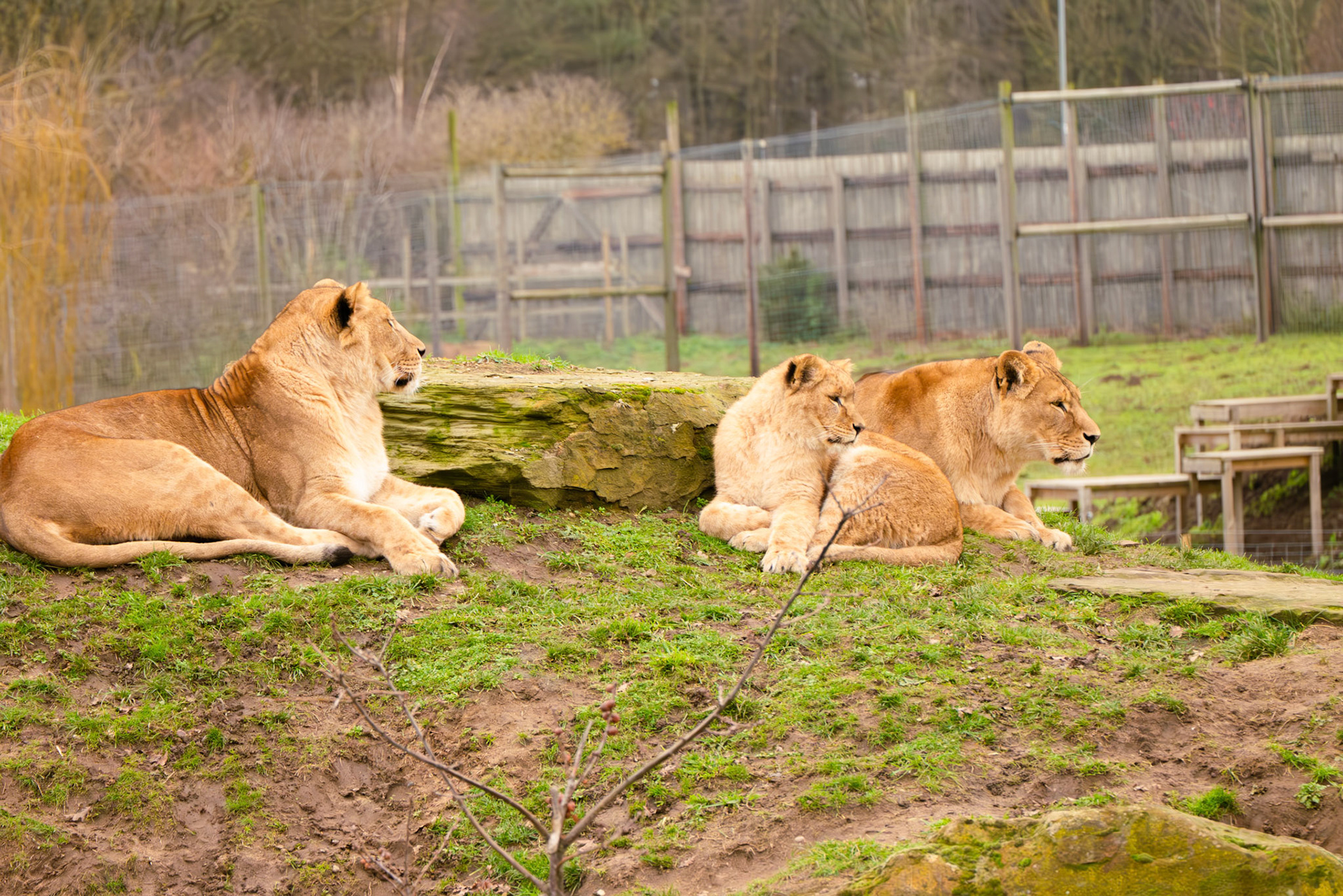 lions at Yorkshire wildlife park 
