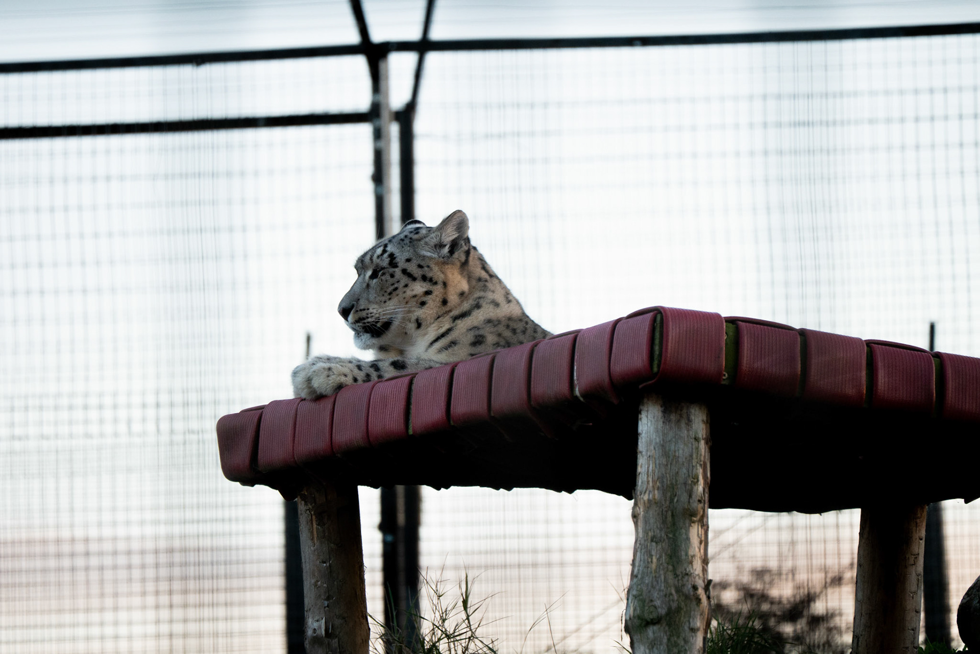 snow leopard at Northumberland zoo