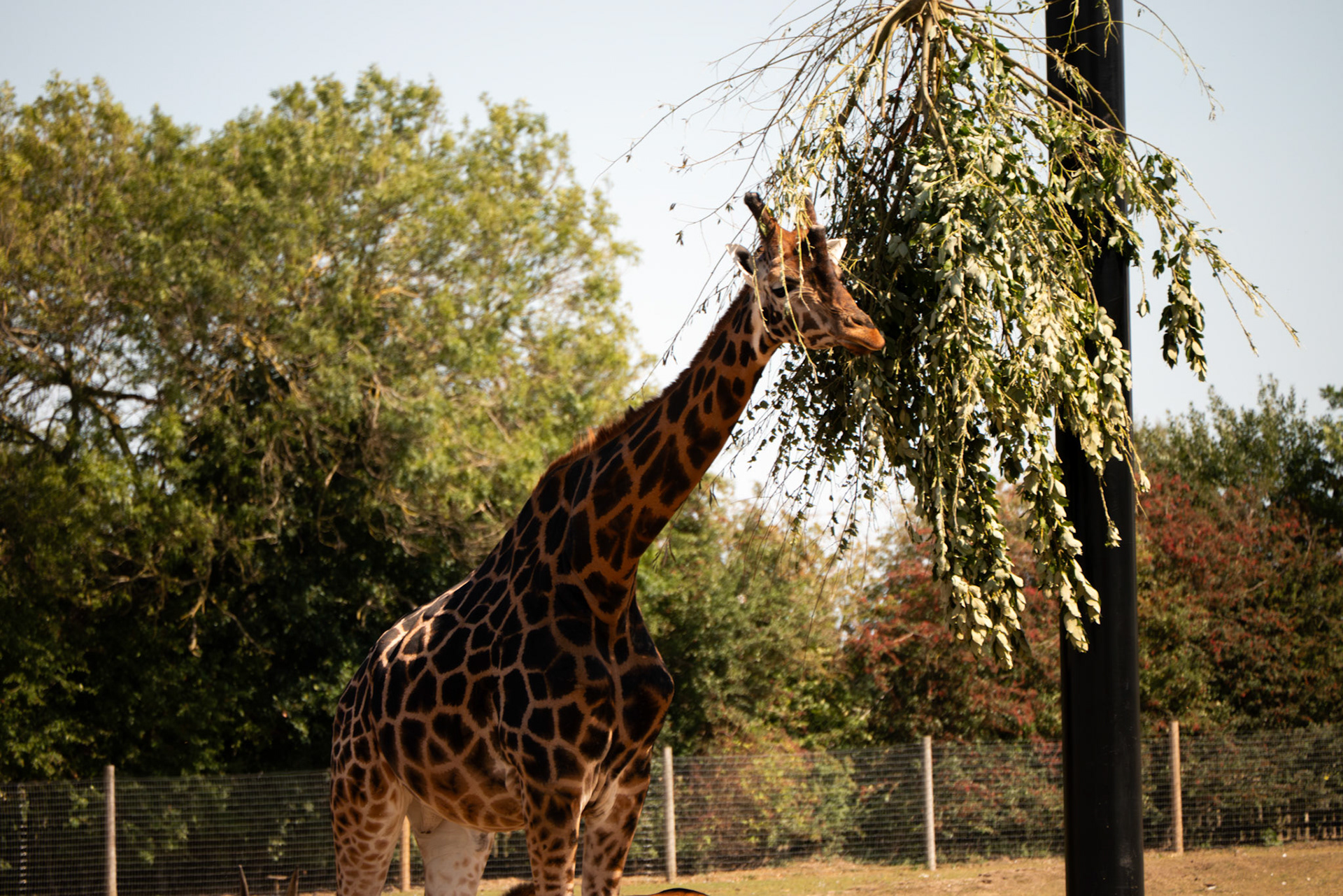 a giraffe at Yorkshire wildlife park 