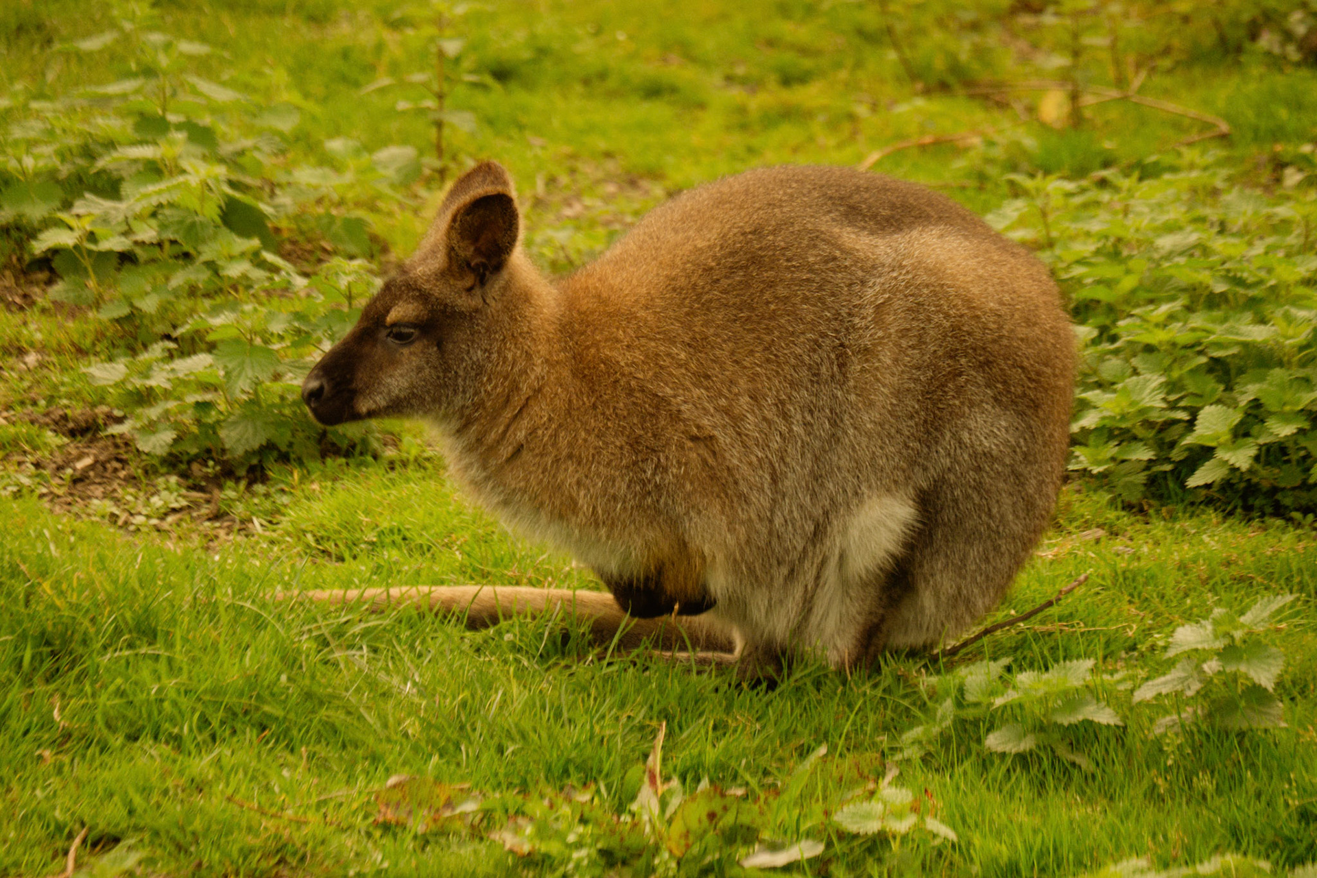 wallaby at Northumberland zoo