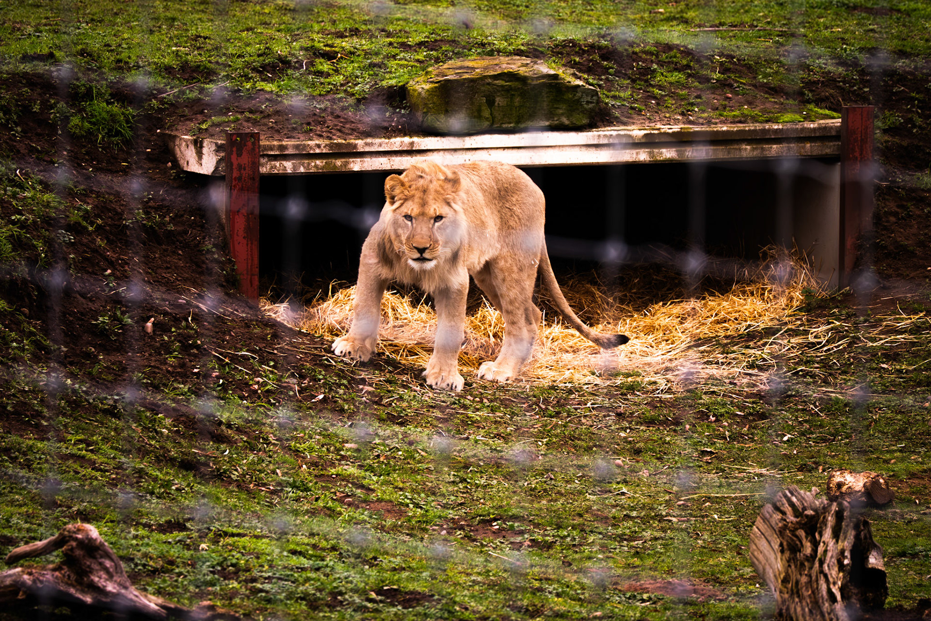 a lion at Yorkshire wildlife park 