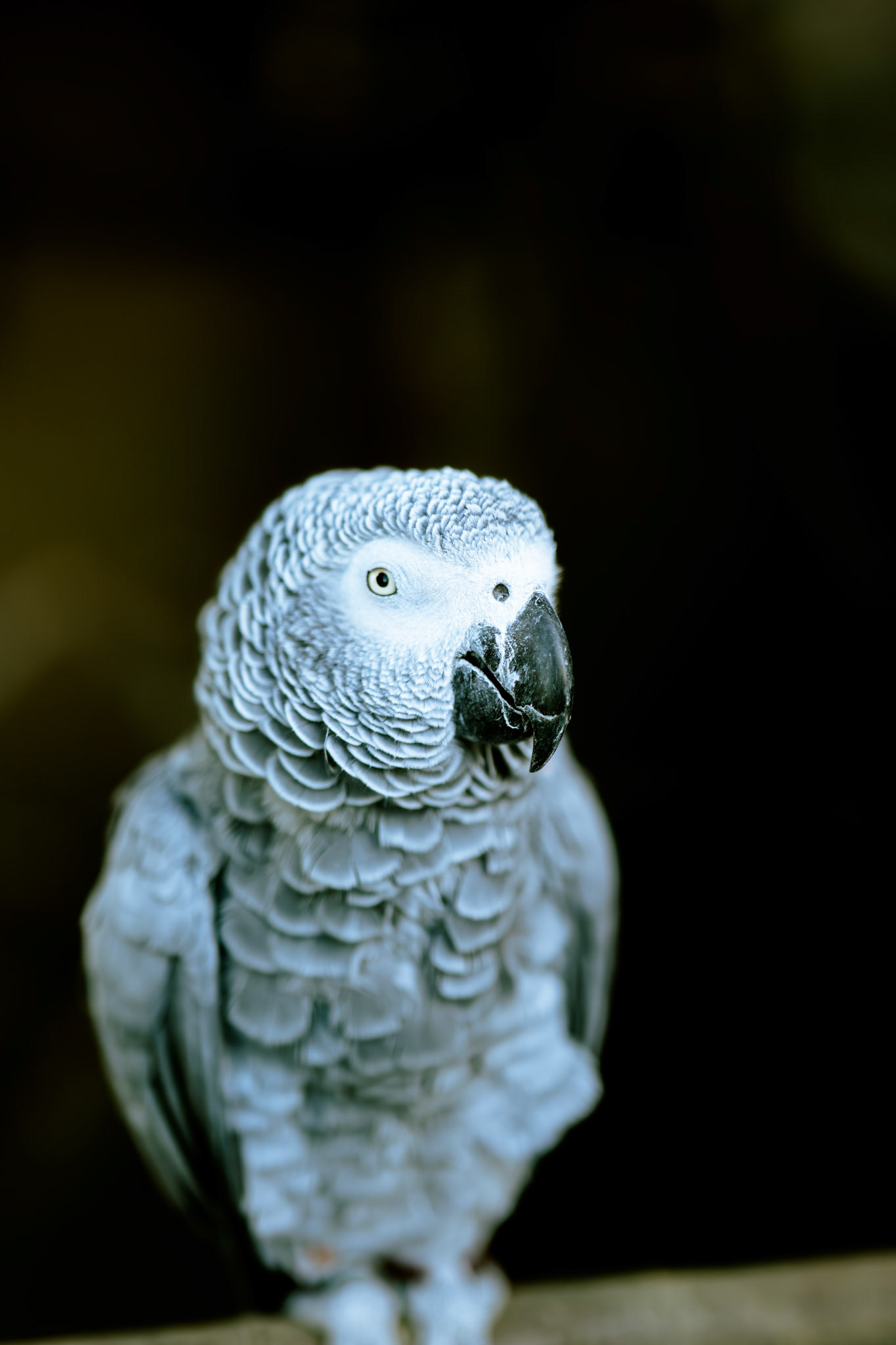 a african grey parrot atNorthumberland zoo