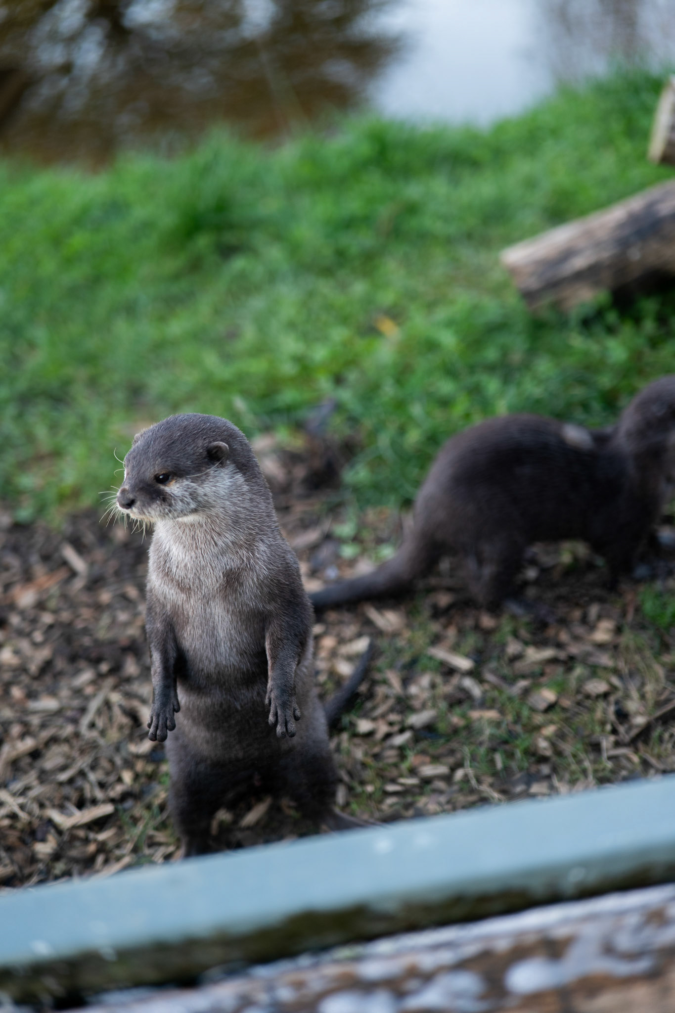 a otter at Northumberland zoo