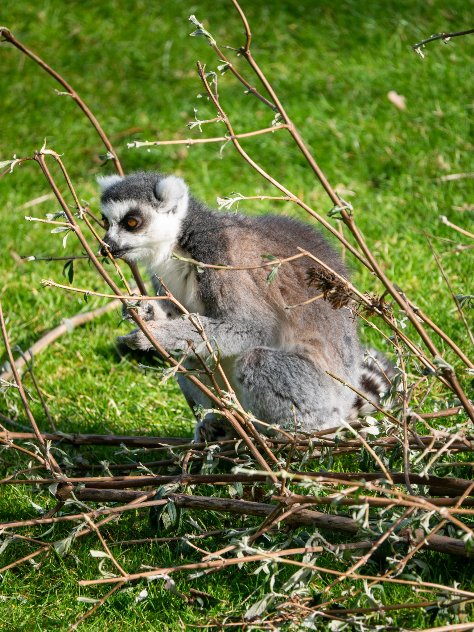 a lemur 