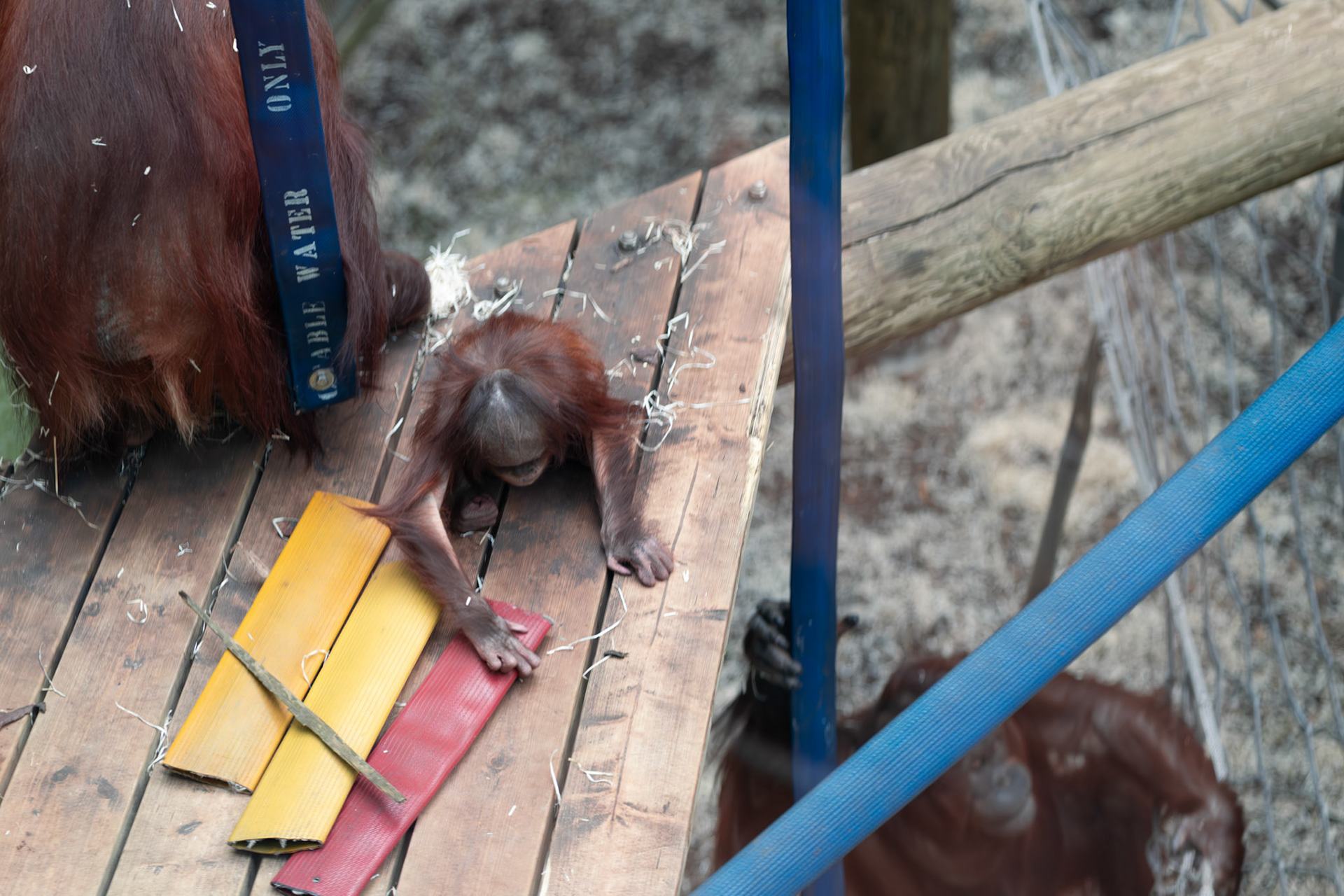 a orangutang at Blackpool zoo 