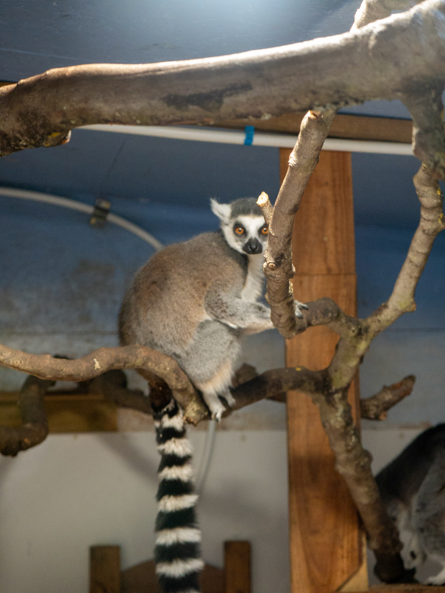 lemur at Northumberland zoo