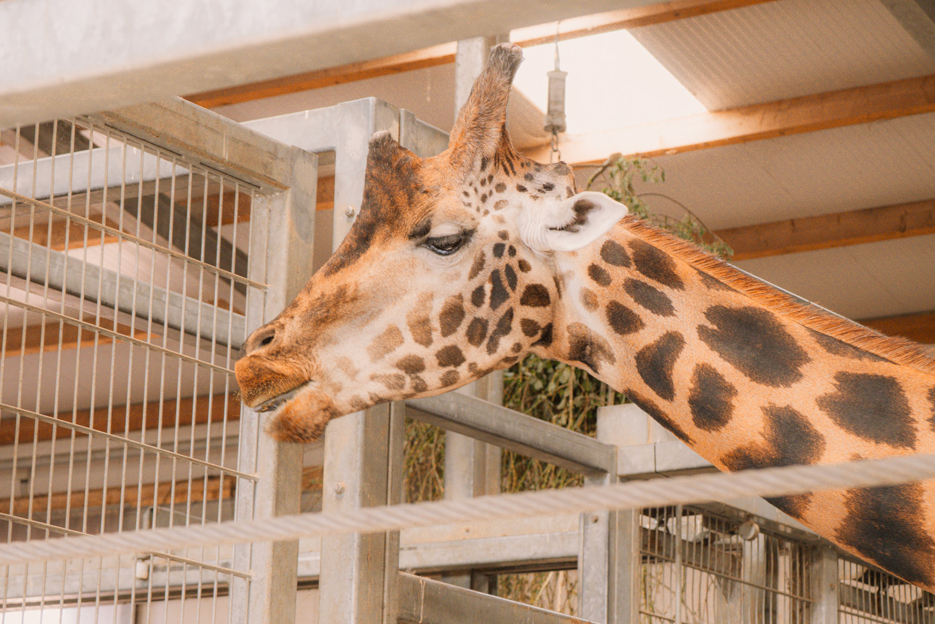 a giraffe at Yorkshire wildlife park 