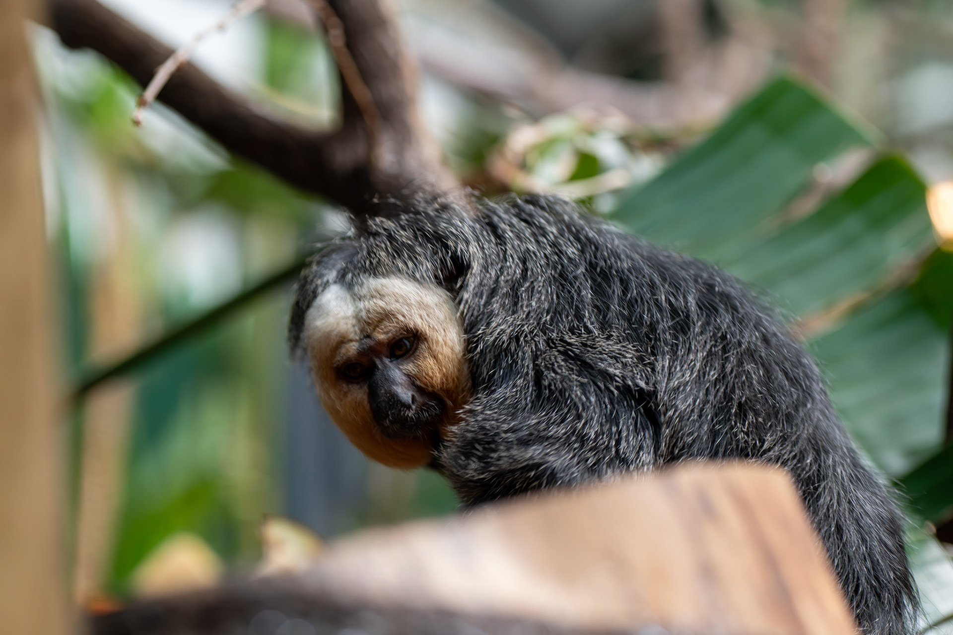 a Saki monkey 