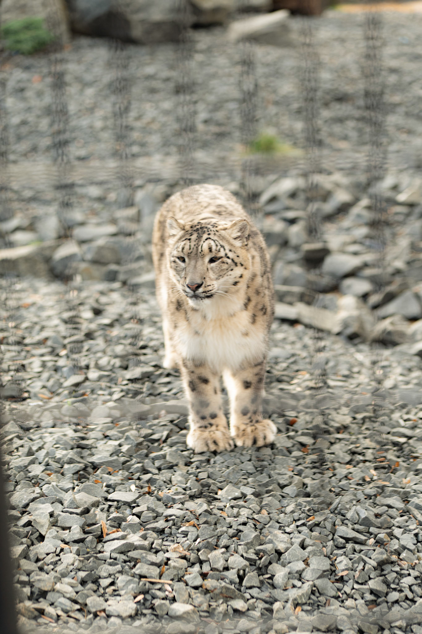  at Northumberland zoo