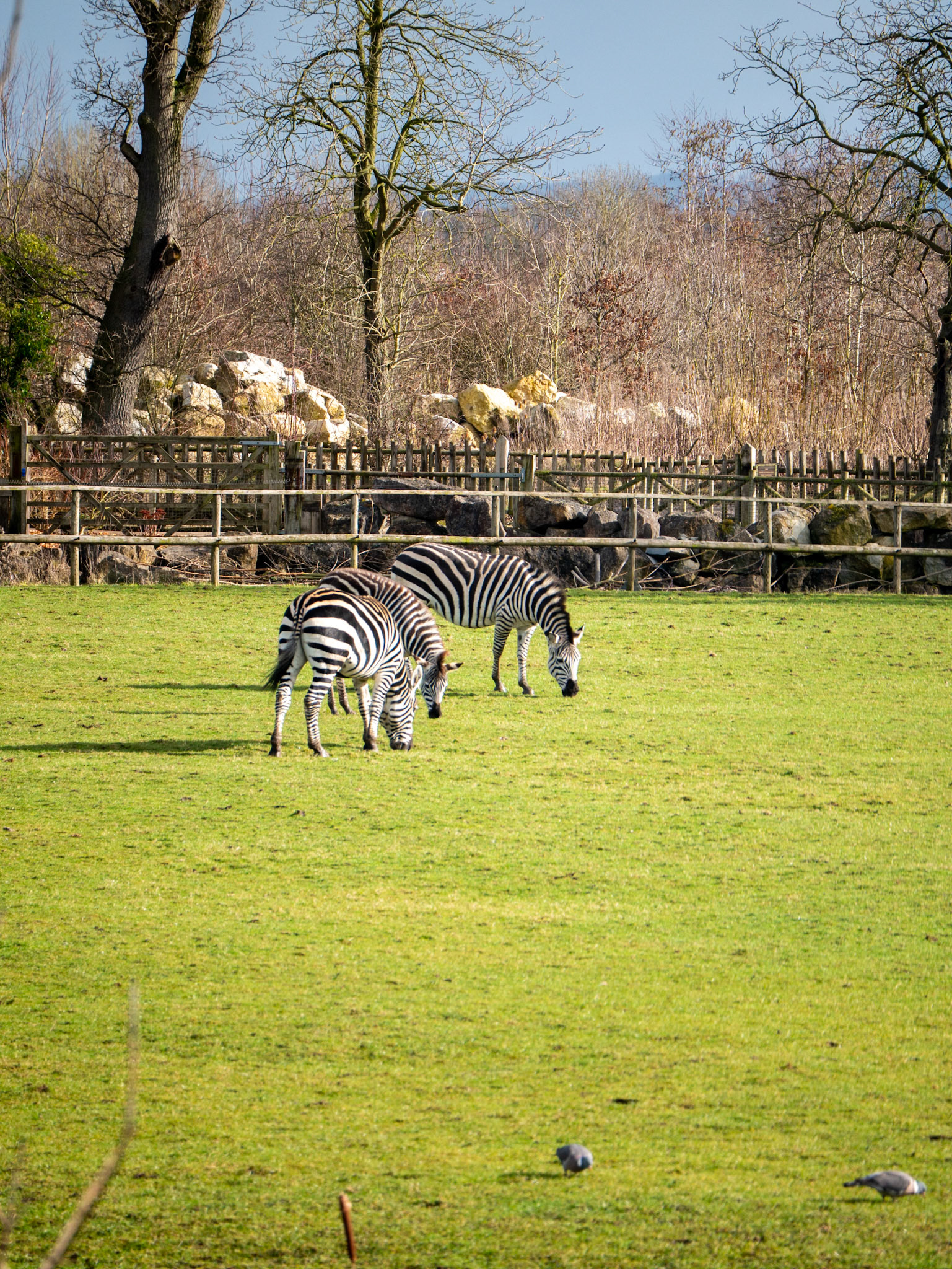 3 zebras 
