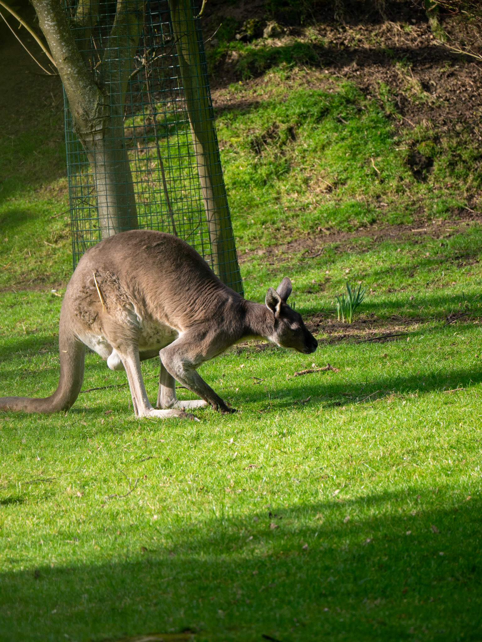 a wallaby 
