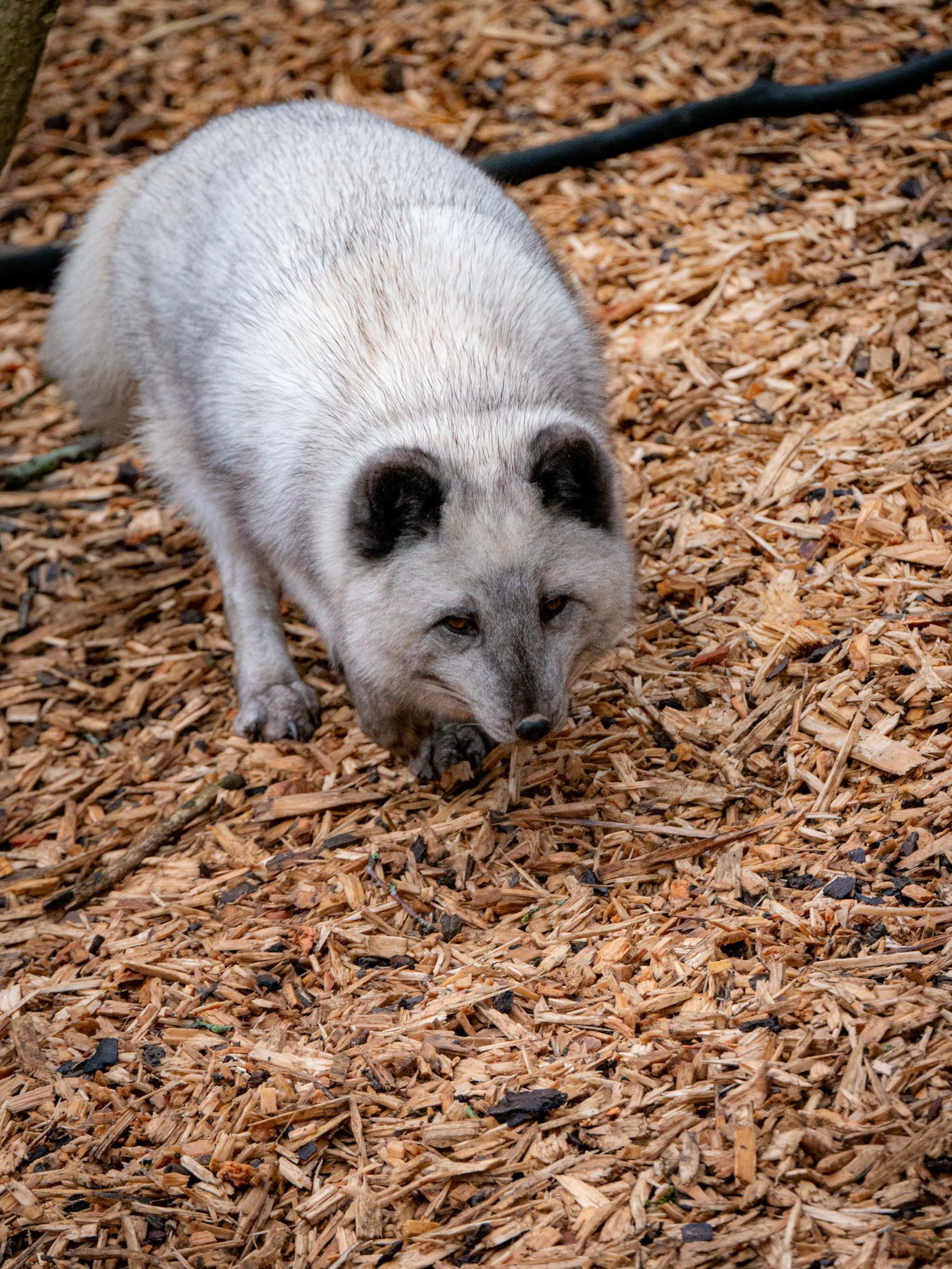 snow fox at Northumberland zoo