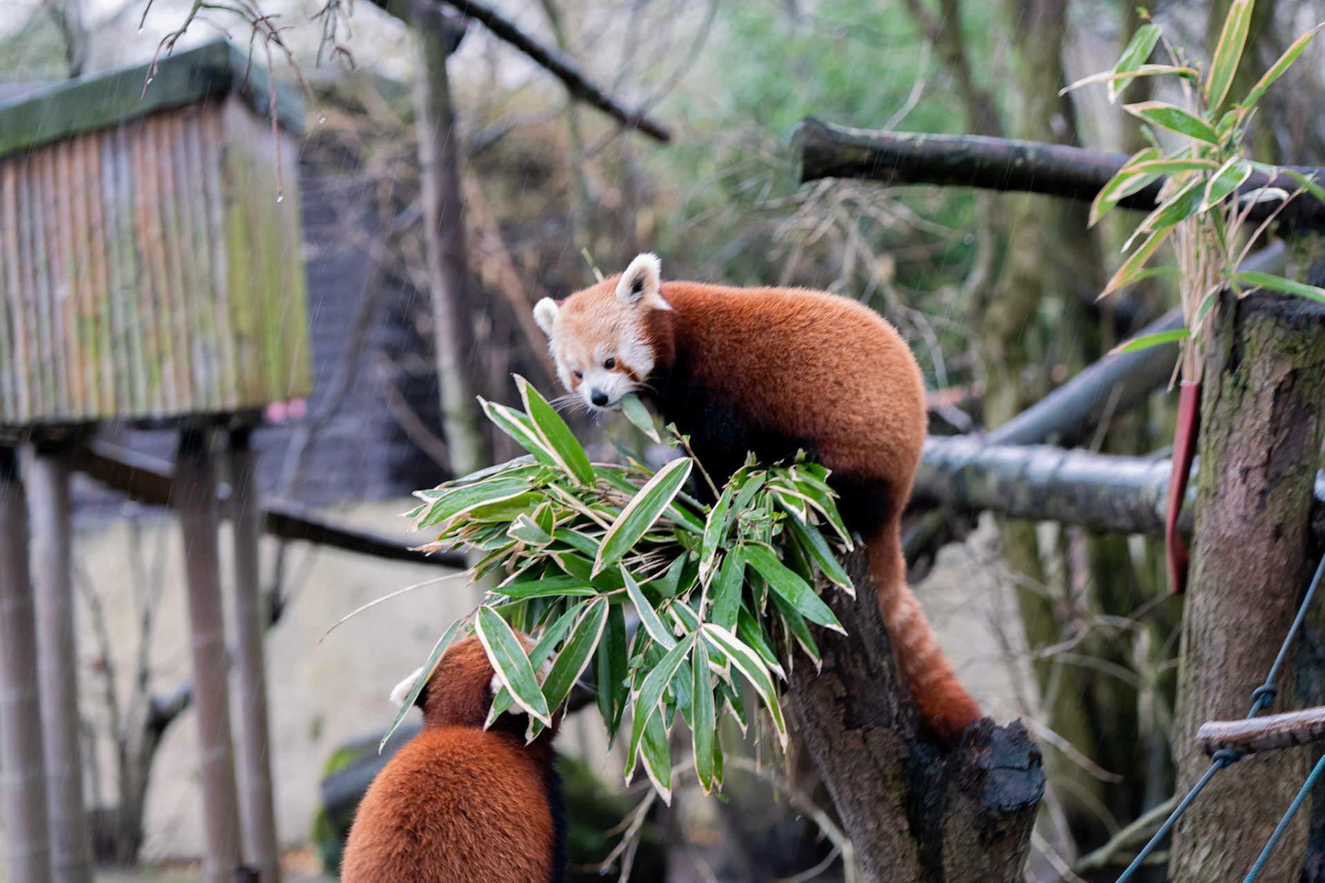 a red panda at Blackpool zoo 