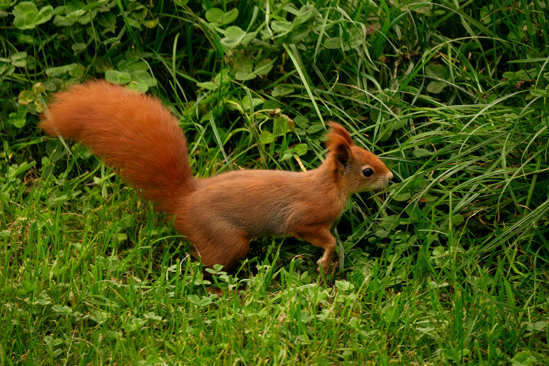 red squirrel at Northumberland zoo