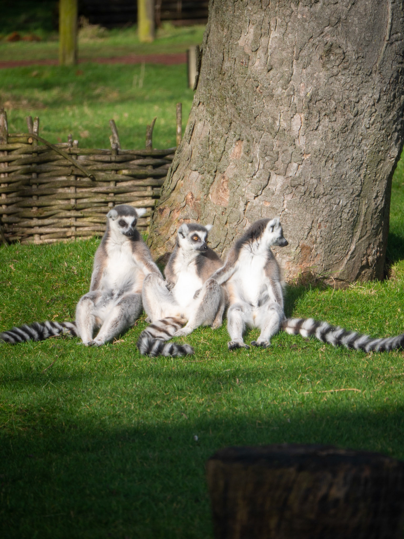3 lemurs 