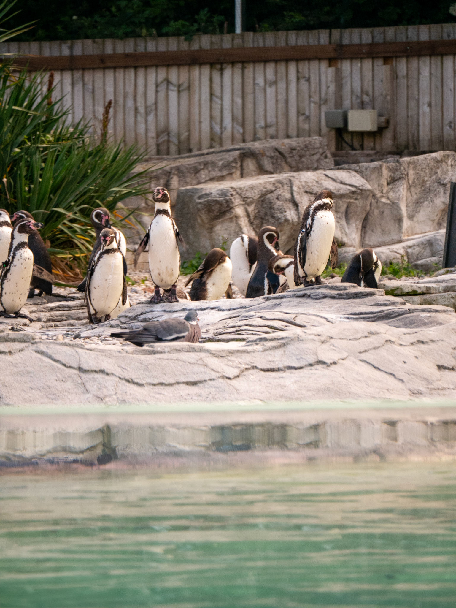 penguin at Chester zoo