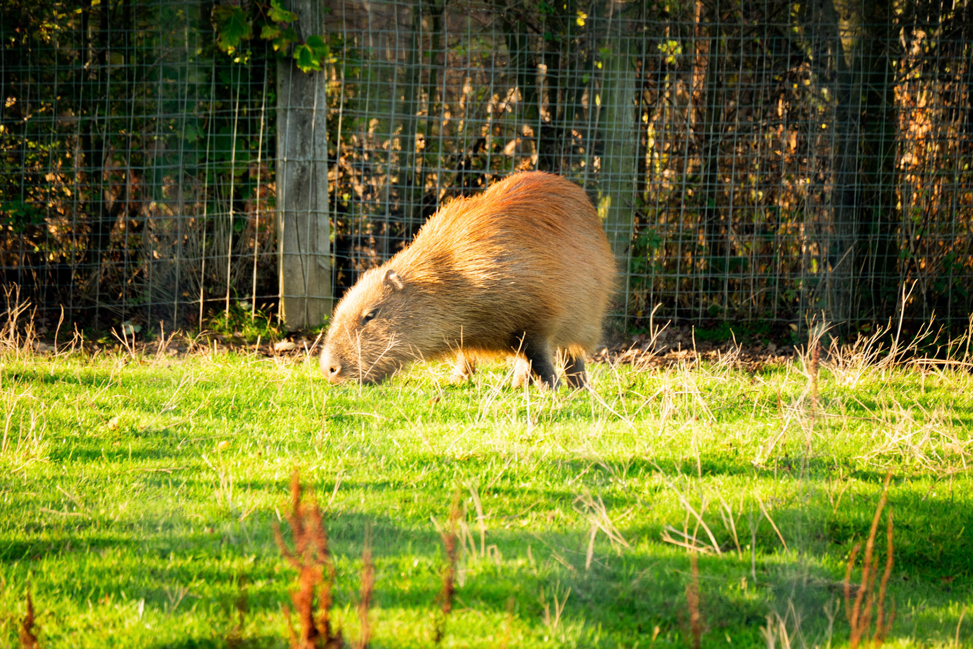 capybara at Northumberland zoo