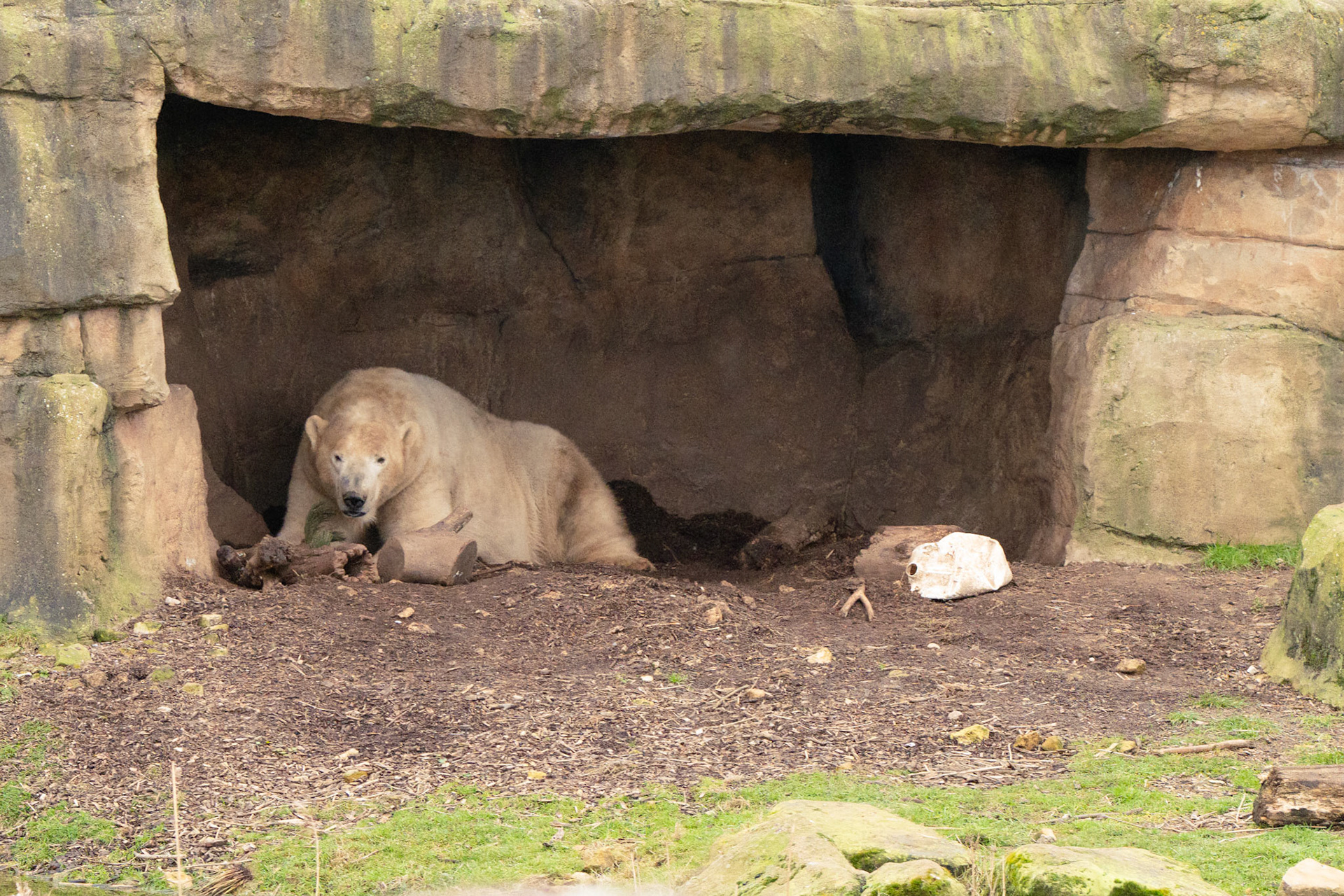 a polar bear at Yorkshire wildlife park 
