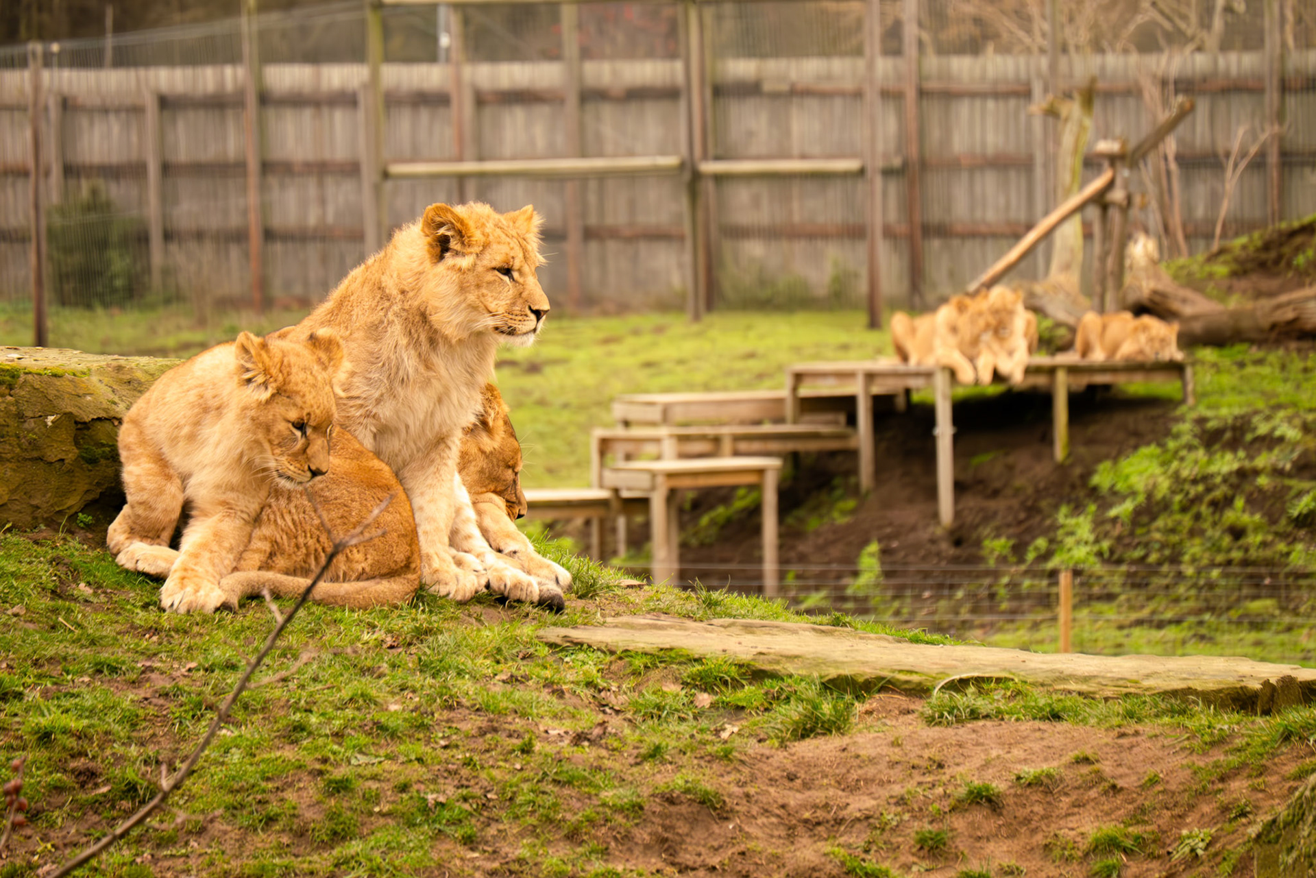 lions at Yorkshire wildlife park 