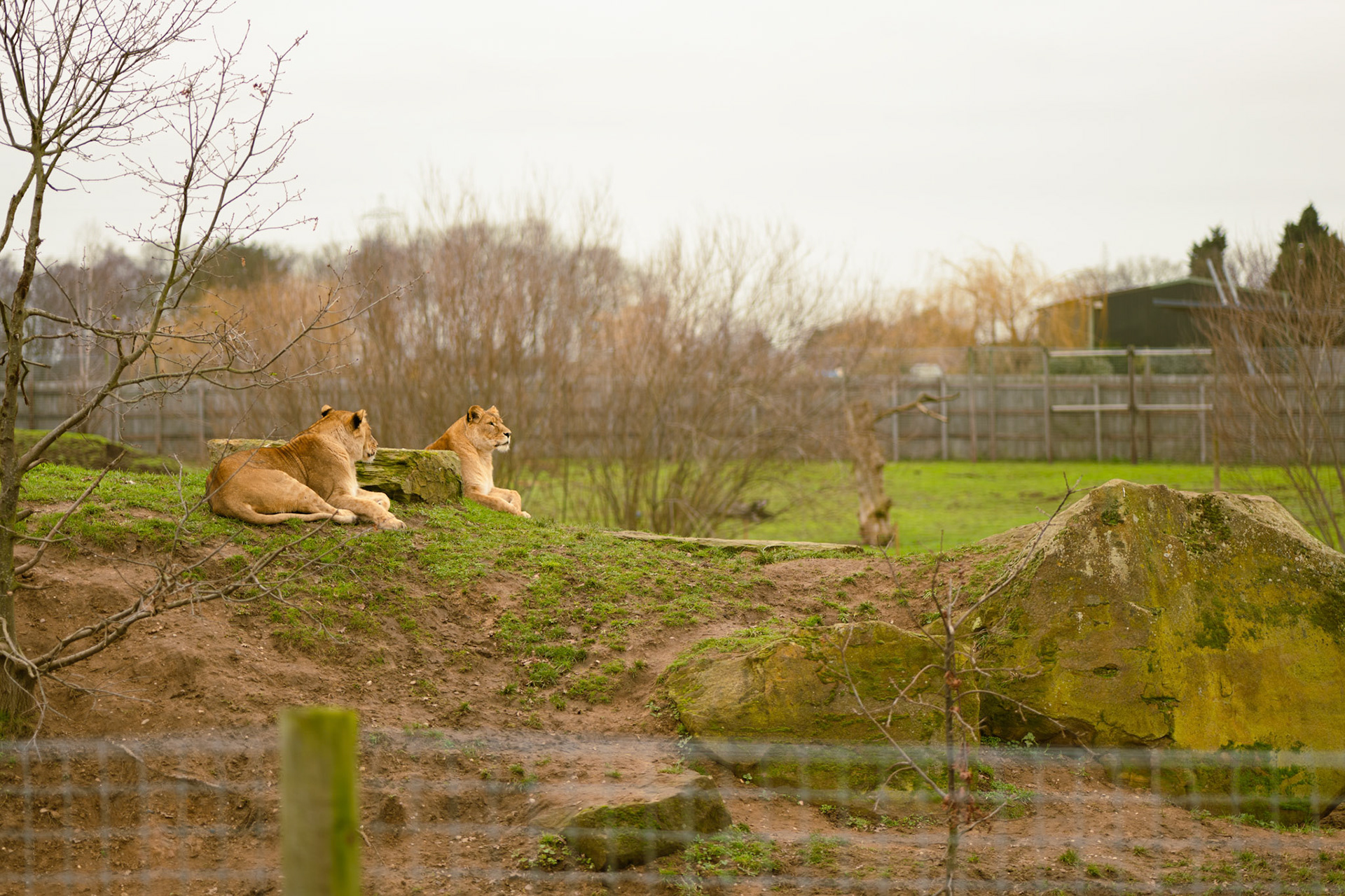 lions at Yorkshire wildlife park 
