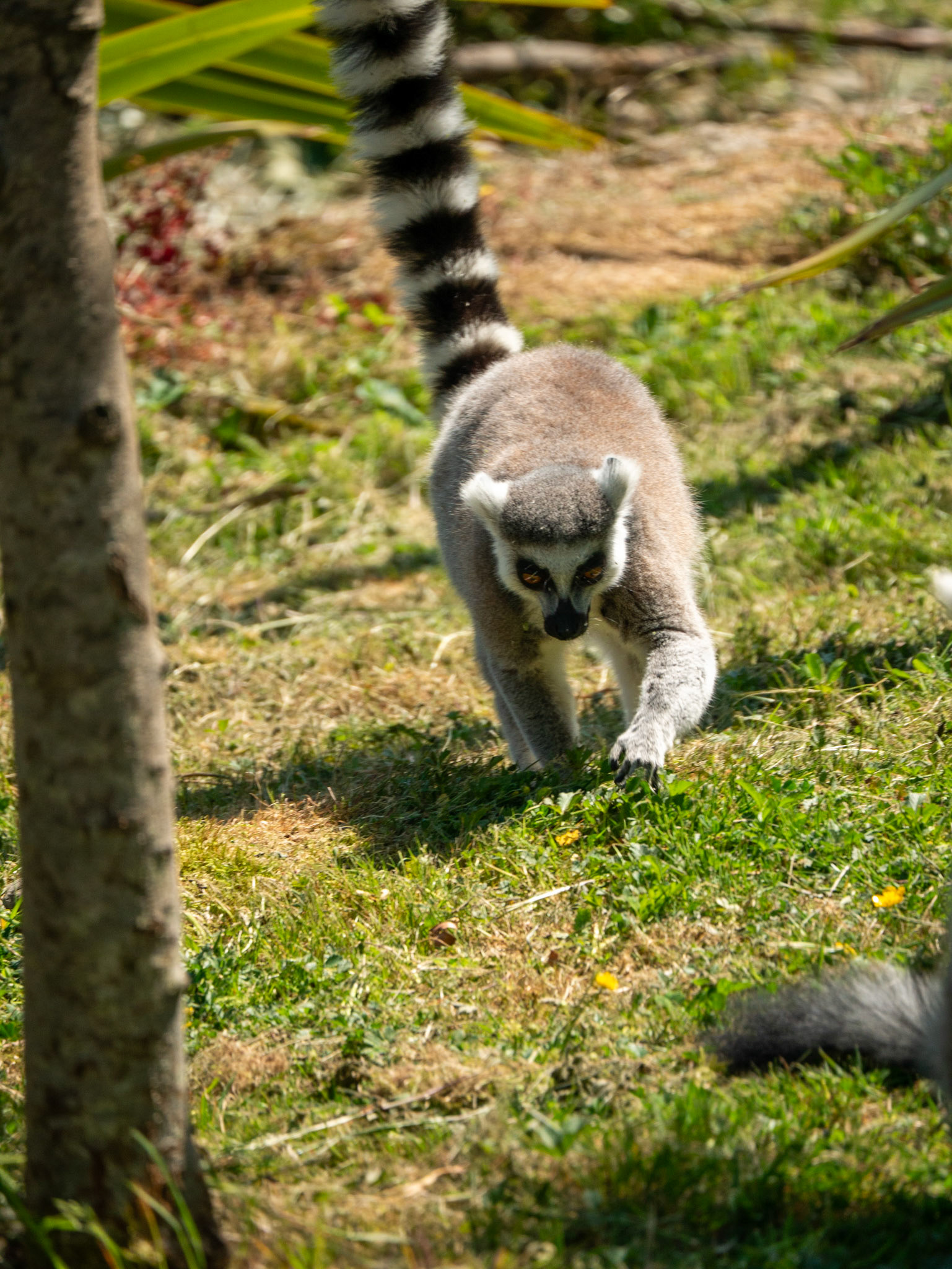 lemur at Chester zoo