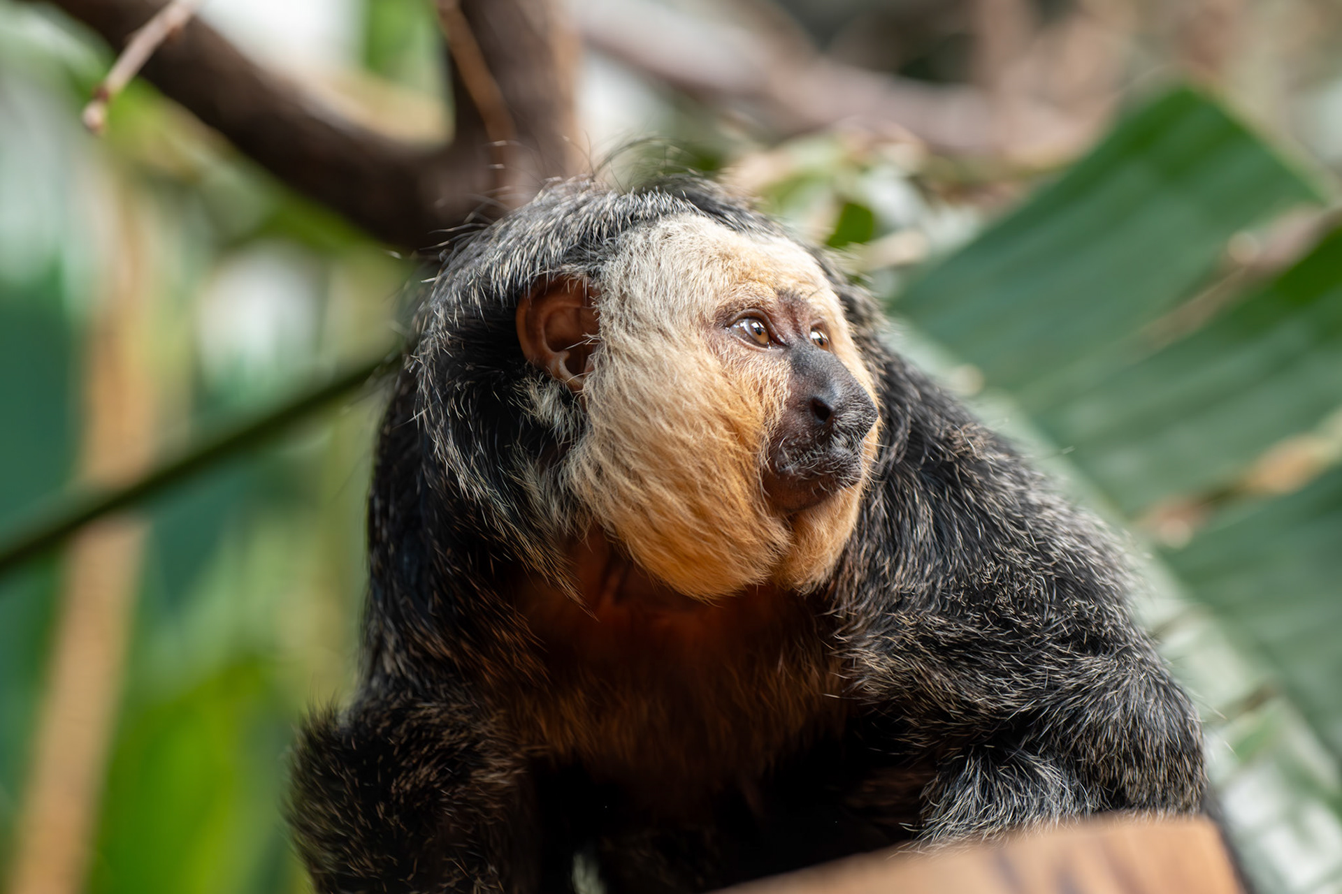 a Saki monkey 