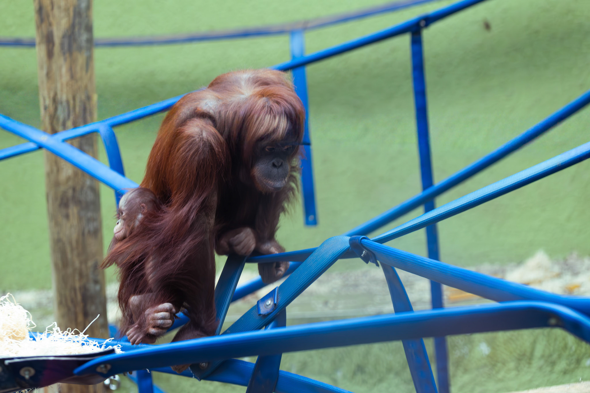 a orangutang at Blackpool zoo 