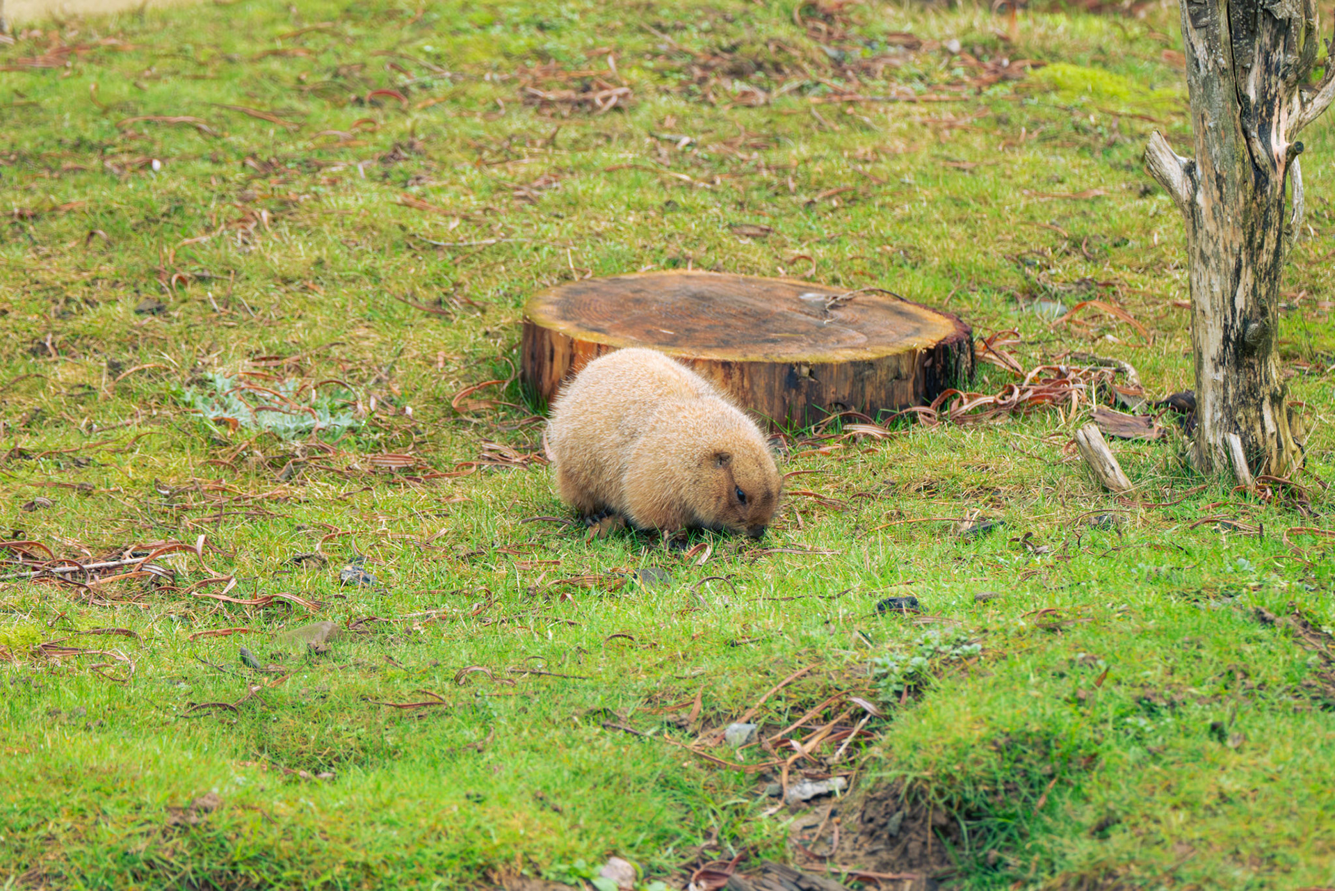 prairie dog at Northumberland zoo