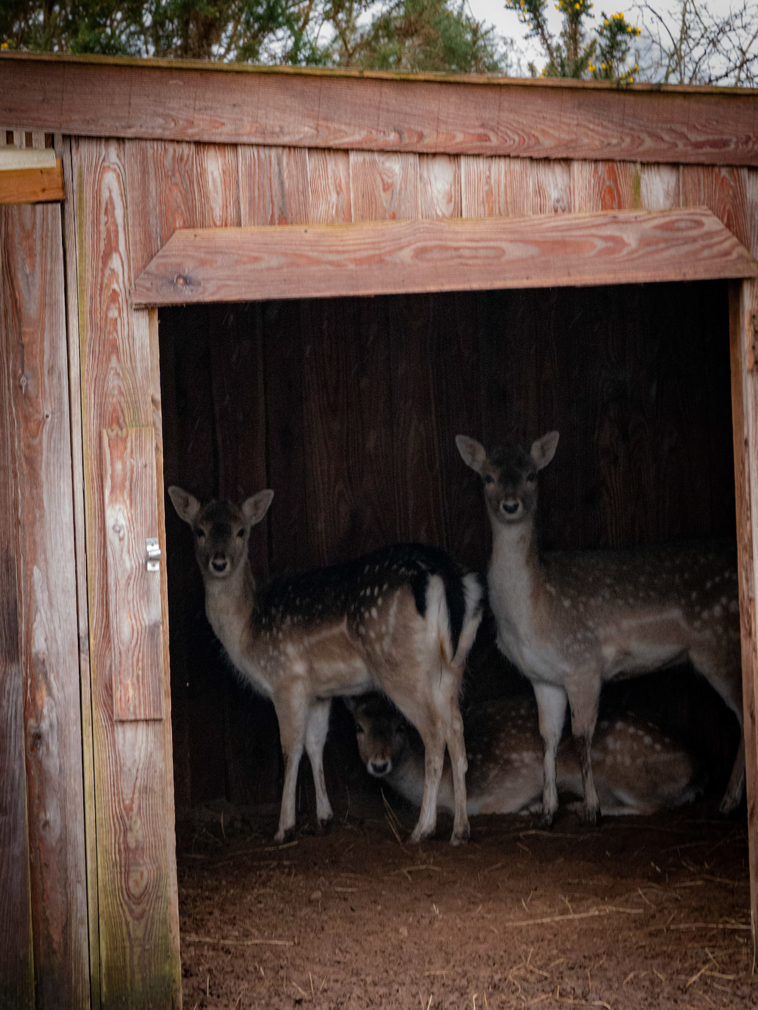 deer at  at Northumberland zoo