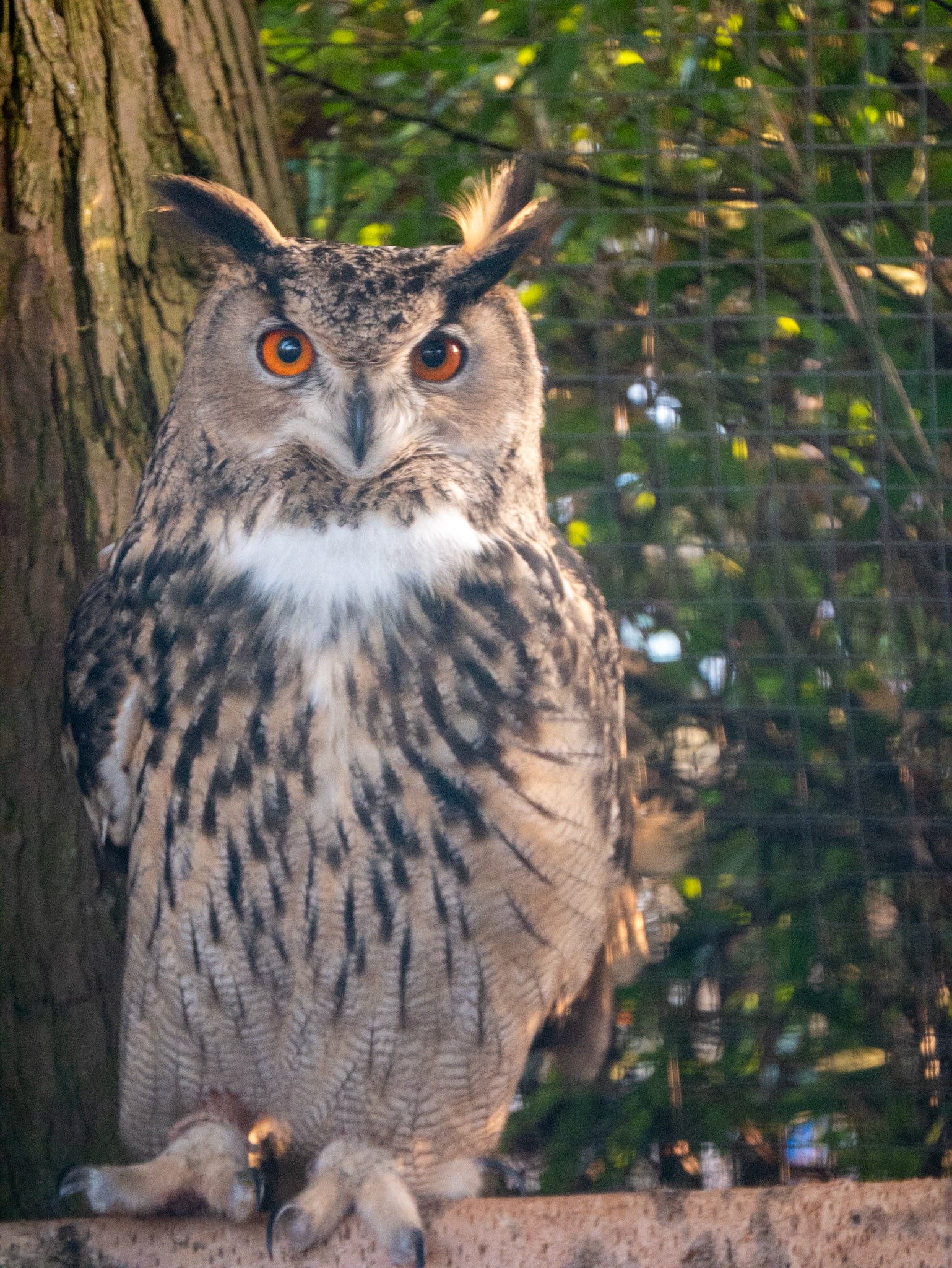 a owl 