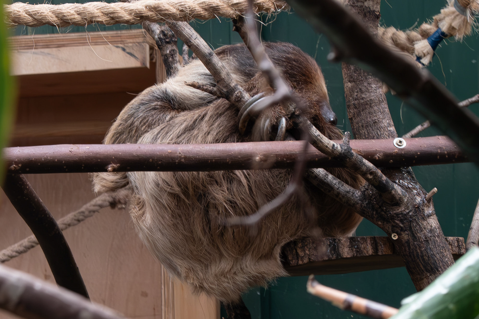 sally the sloth 