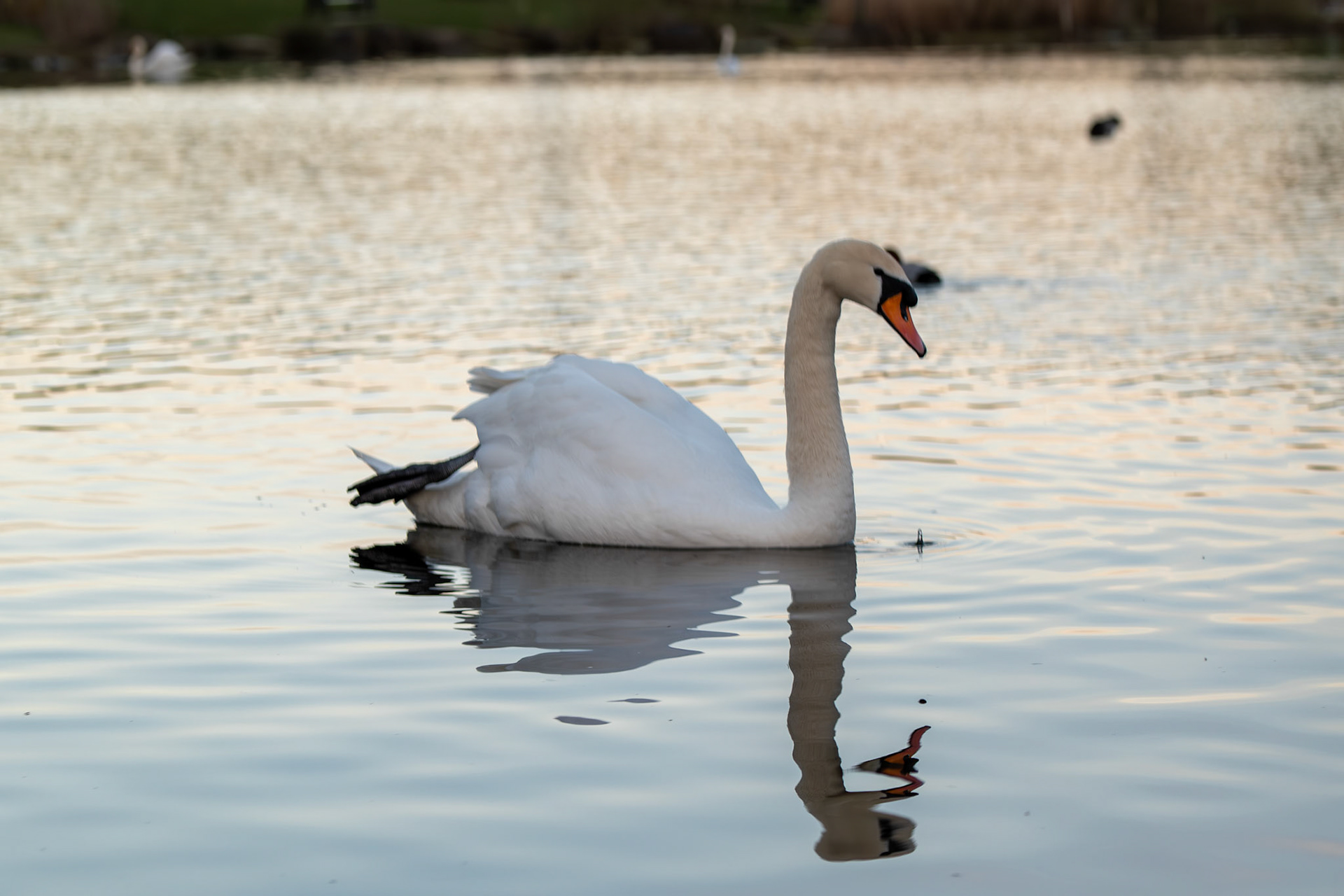 a swan 