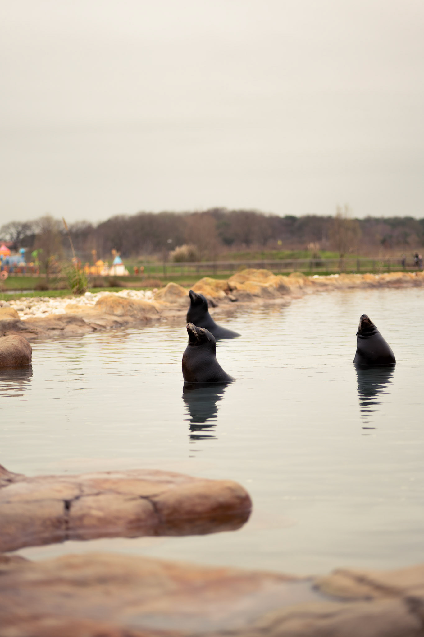 sea lion at Yorkshire wildlife park 