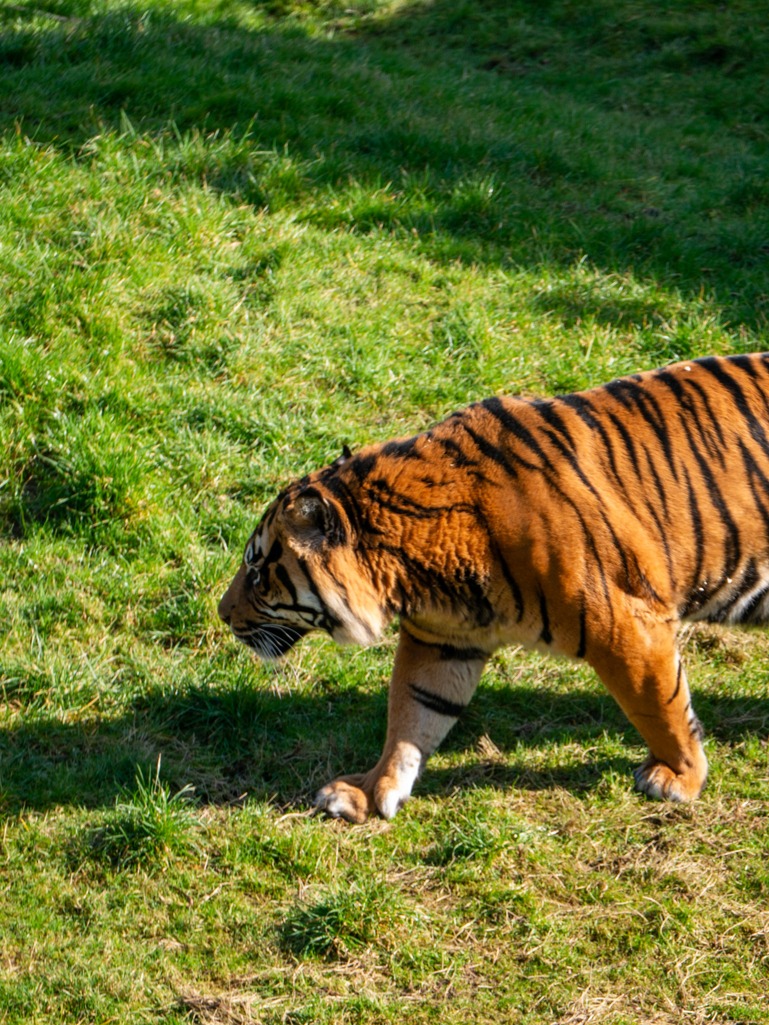 a tiger