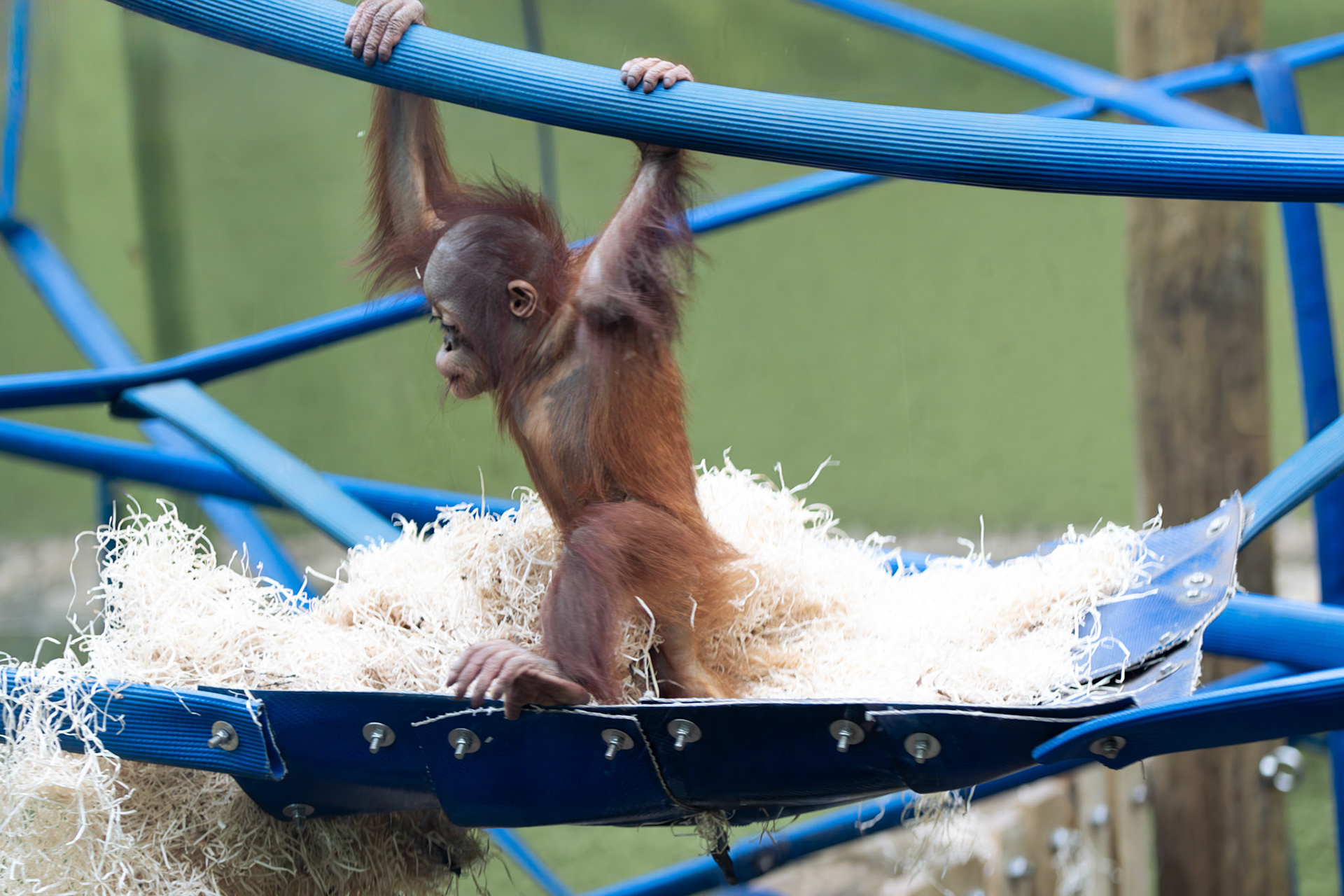 a orangutang at Blackpool zoo 