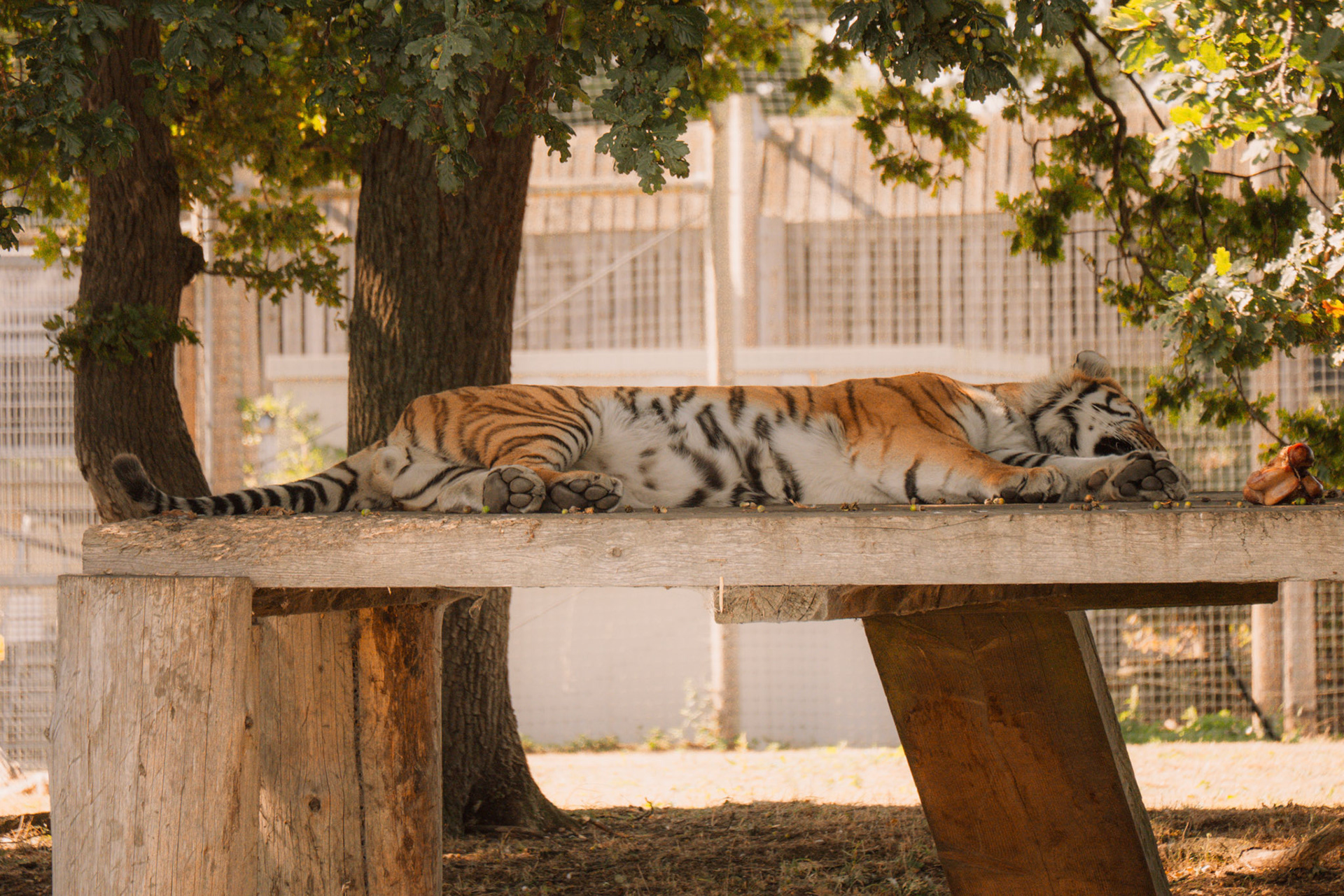 a tiger at Yorkshire wildlife park 