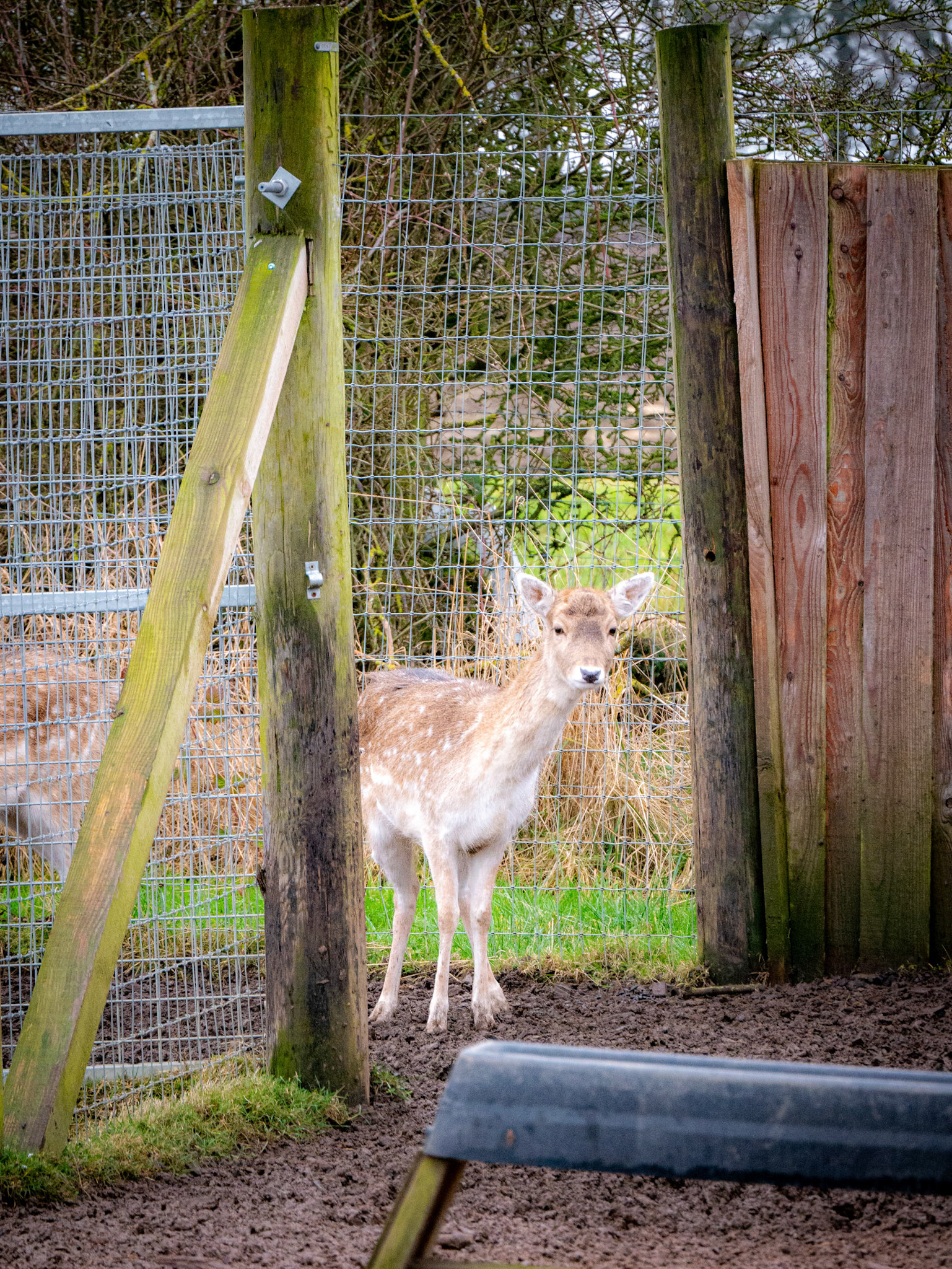 deer at at Northumberland zoo