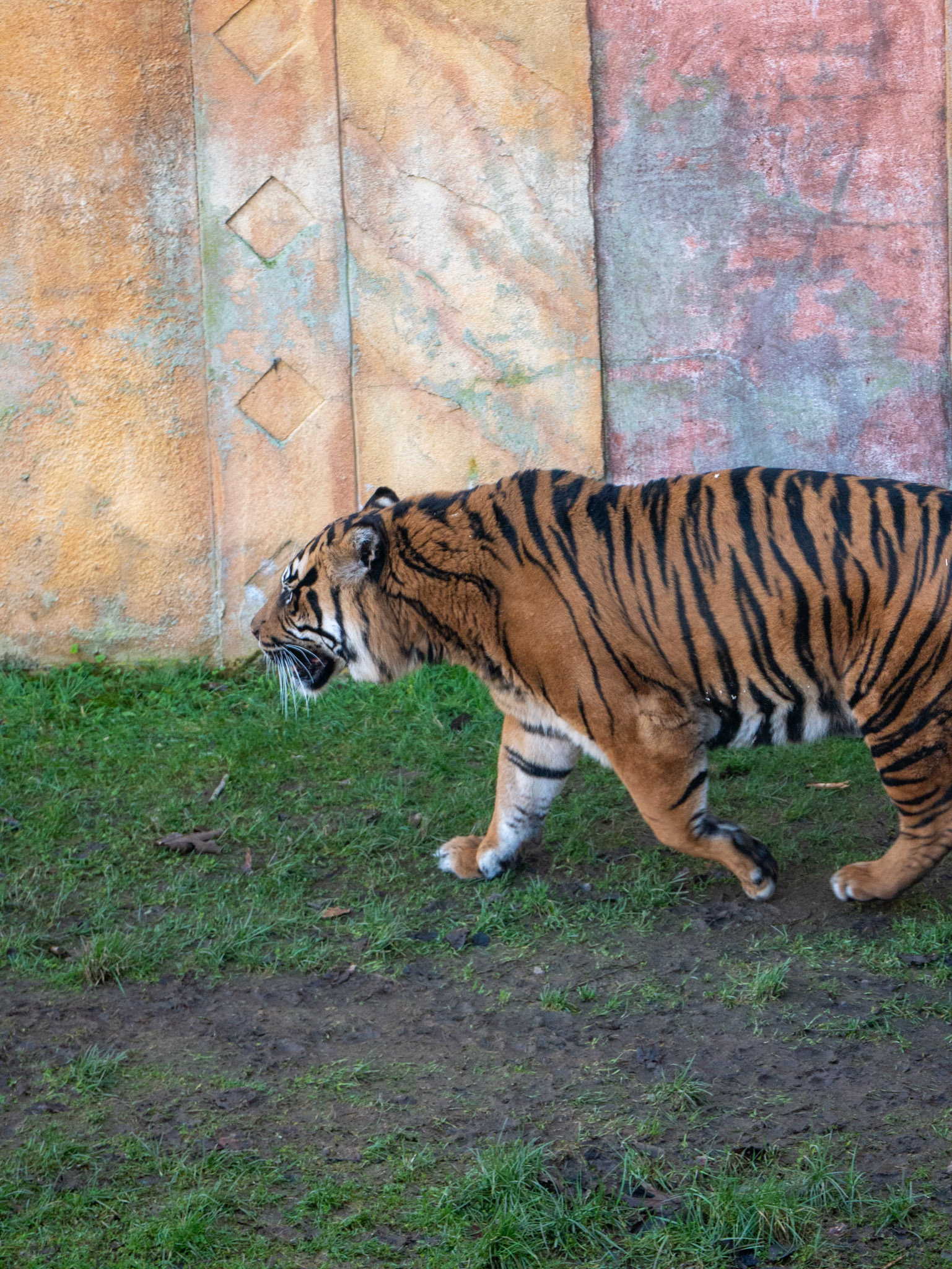a tiger