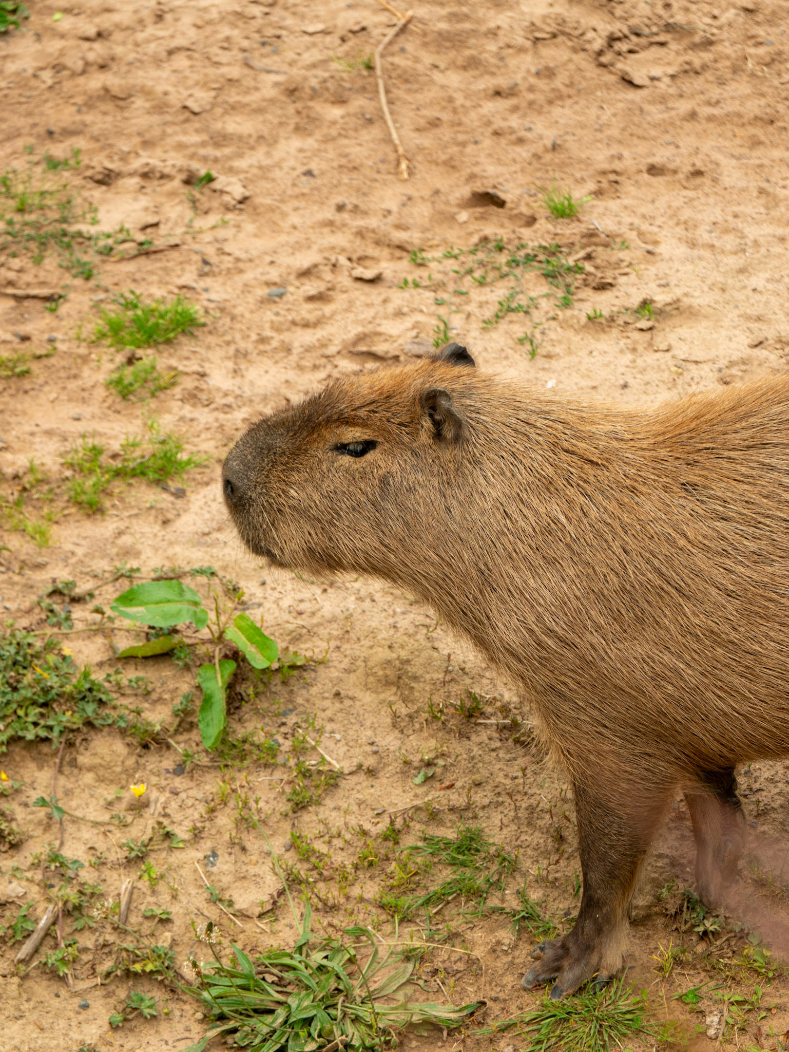 a capybara atNorthumberland zoo