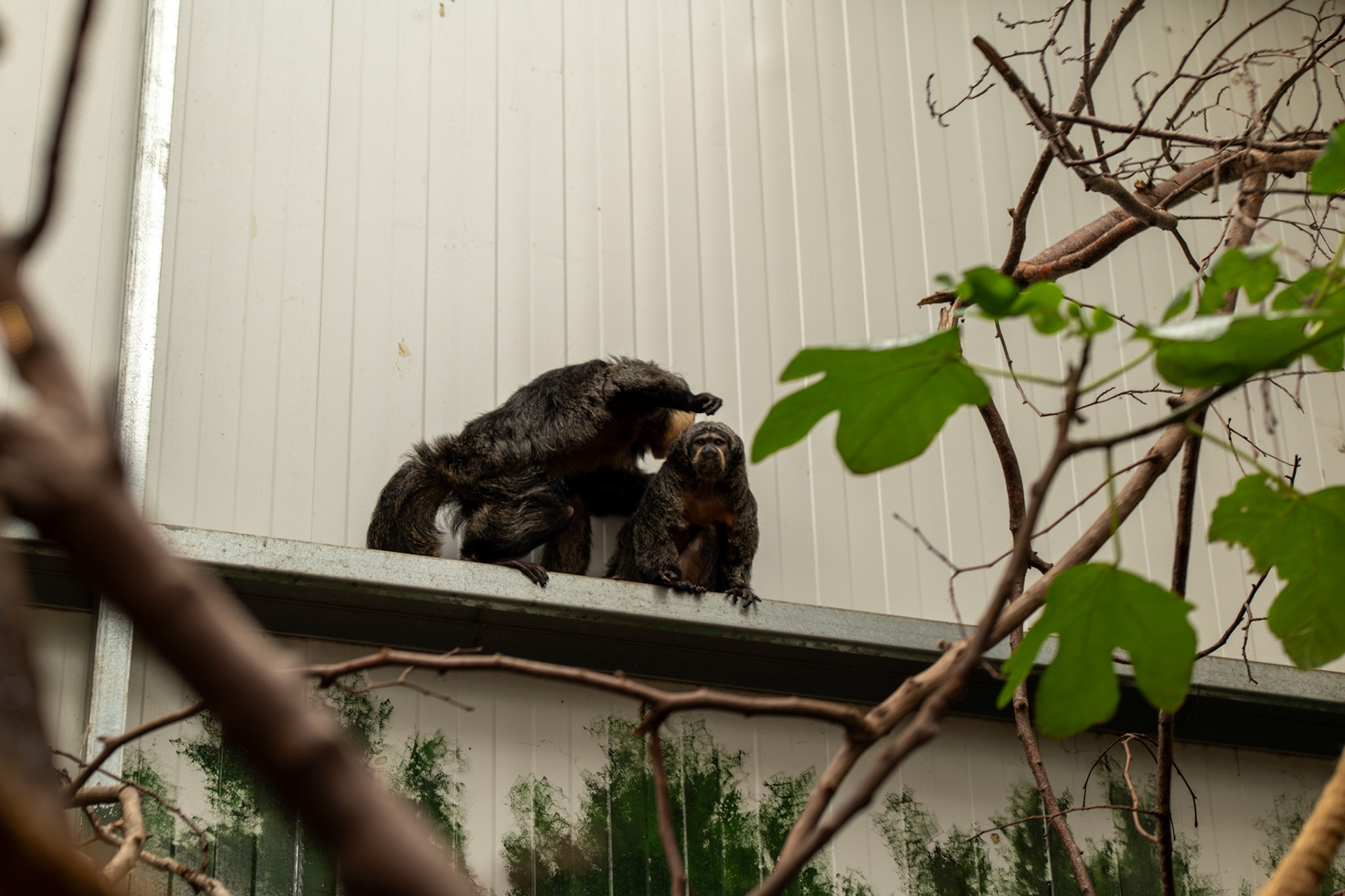 a Saki monkey 