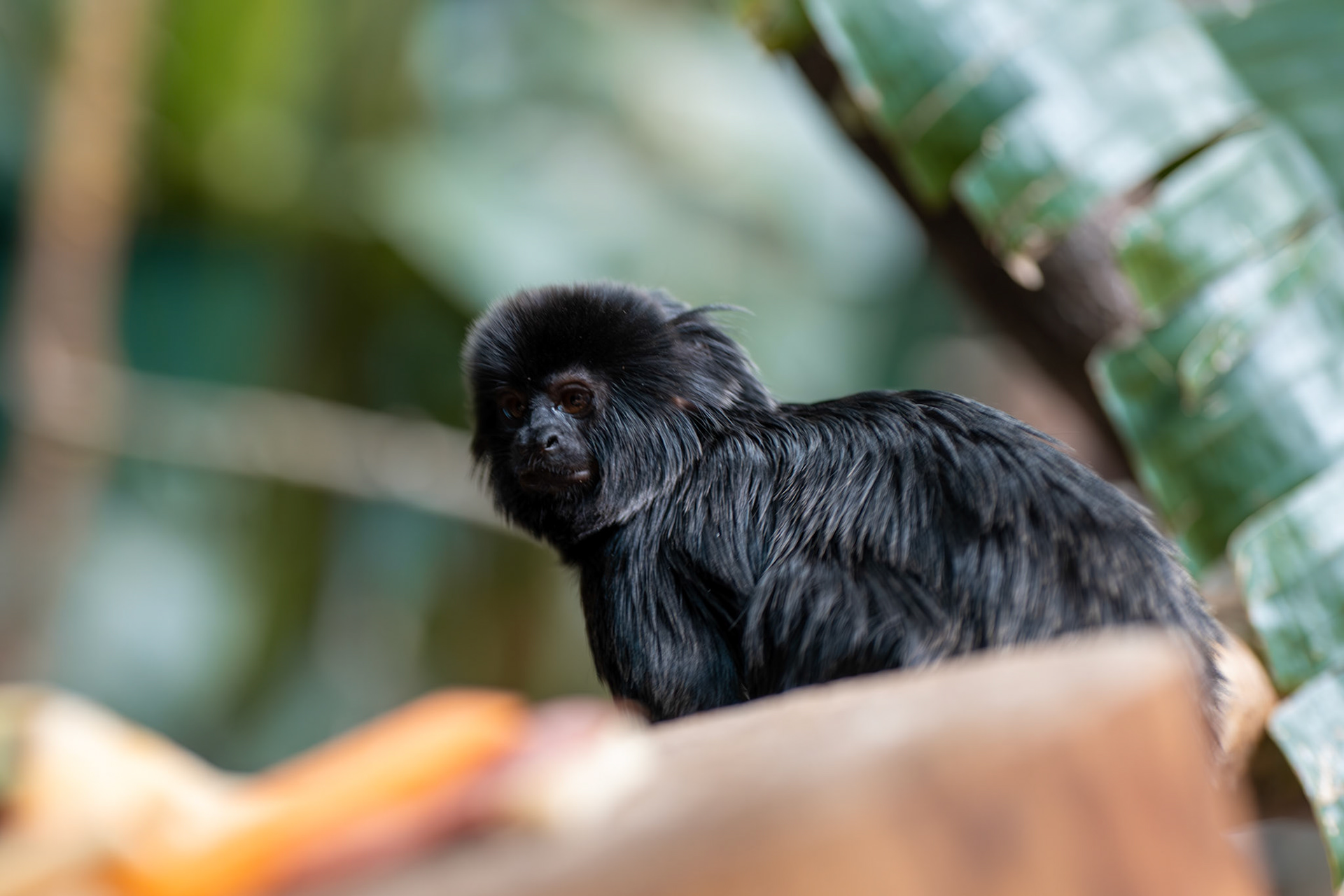 a goeldi monkey