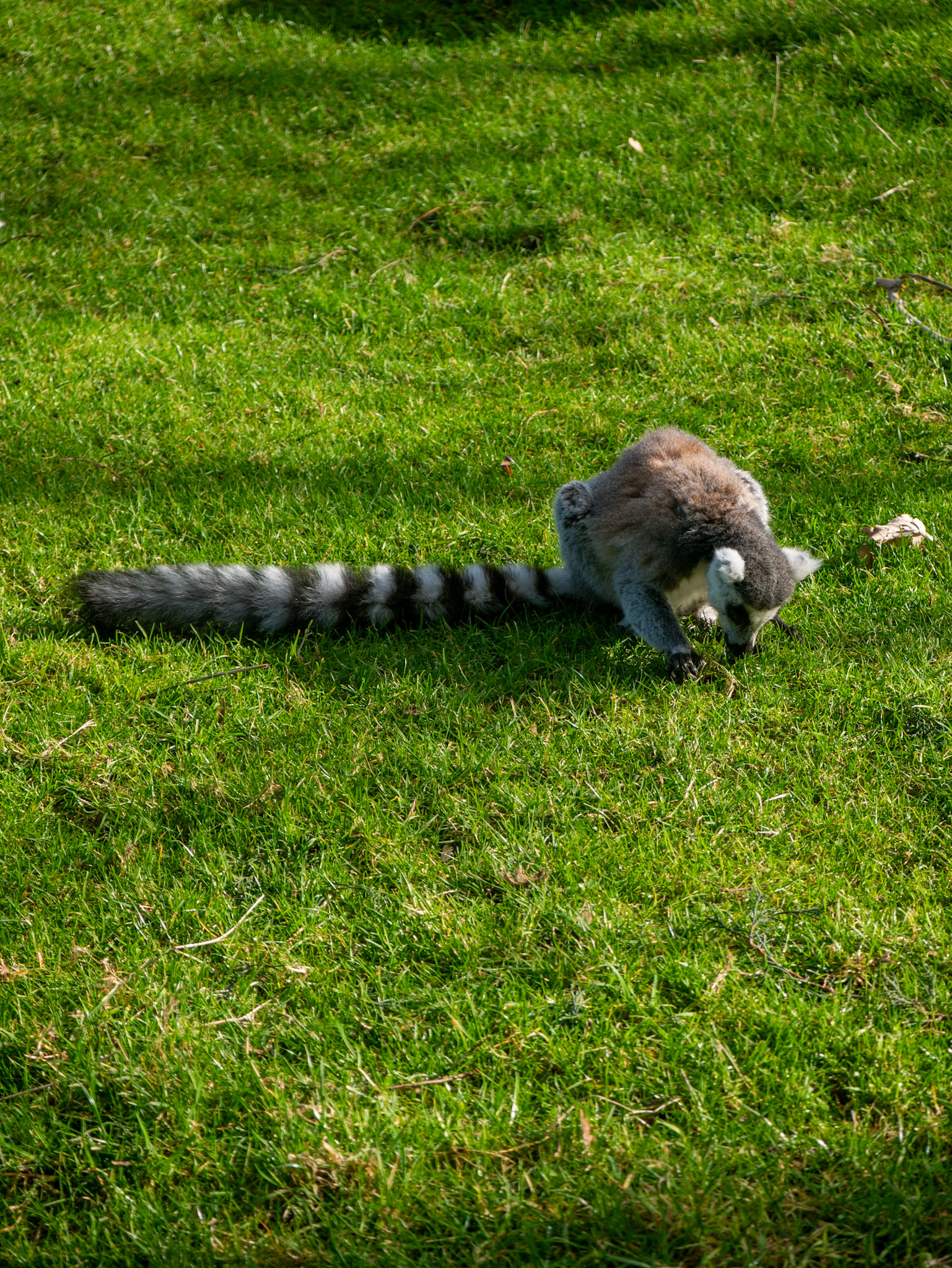 a lemur 